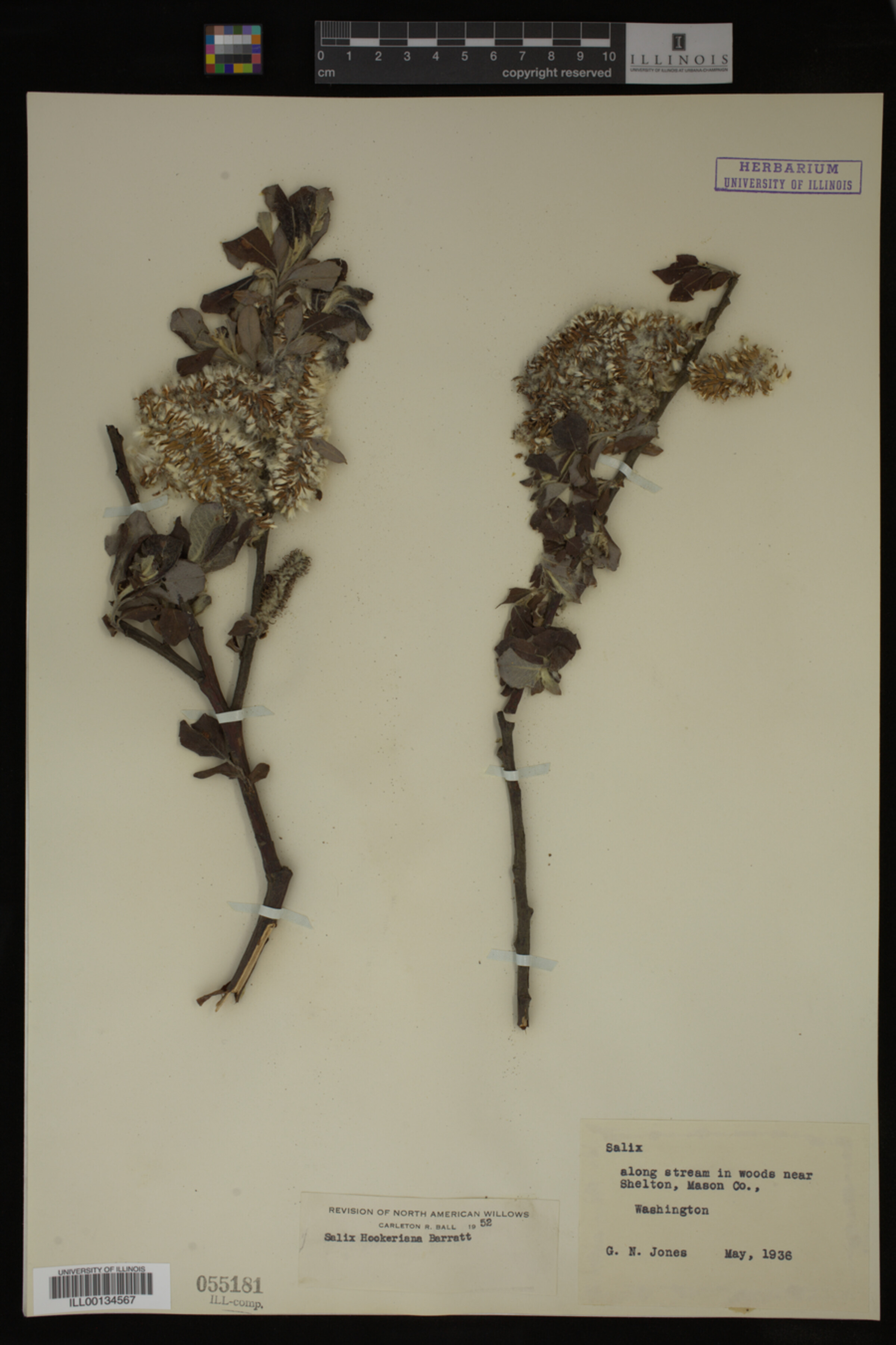 Salix hookeriana image