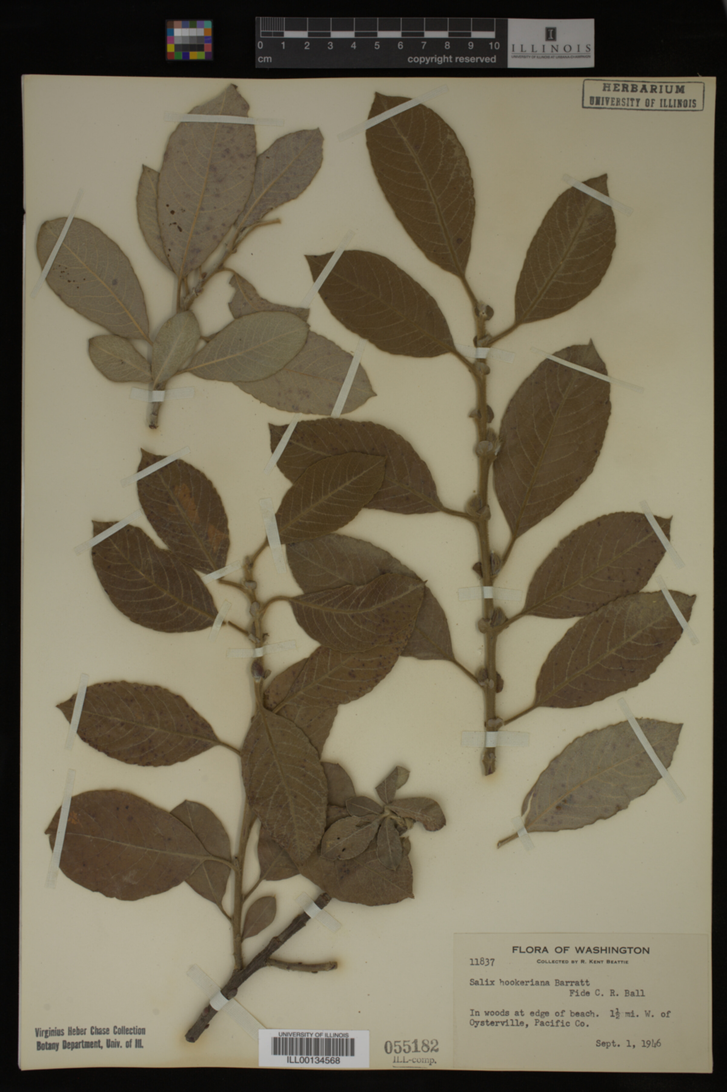 Salix hookeriana image
