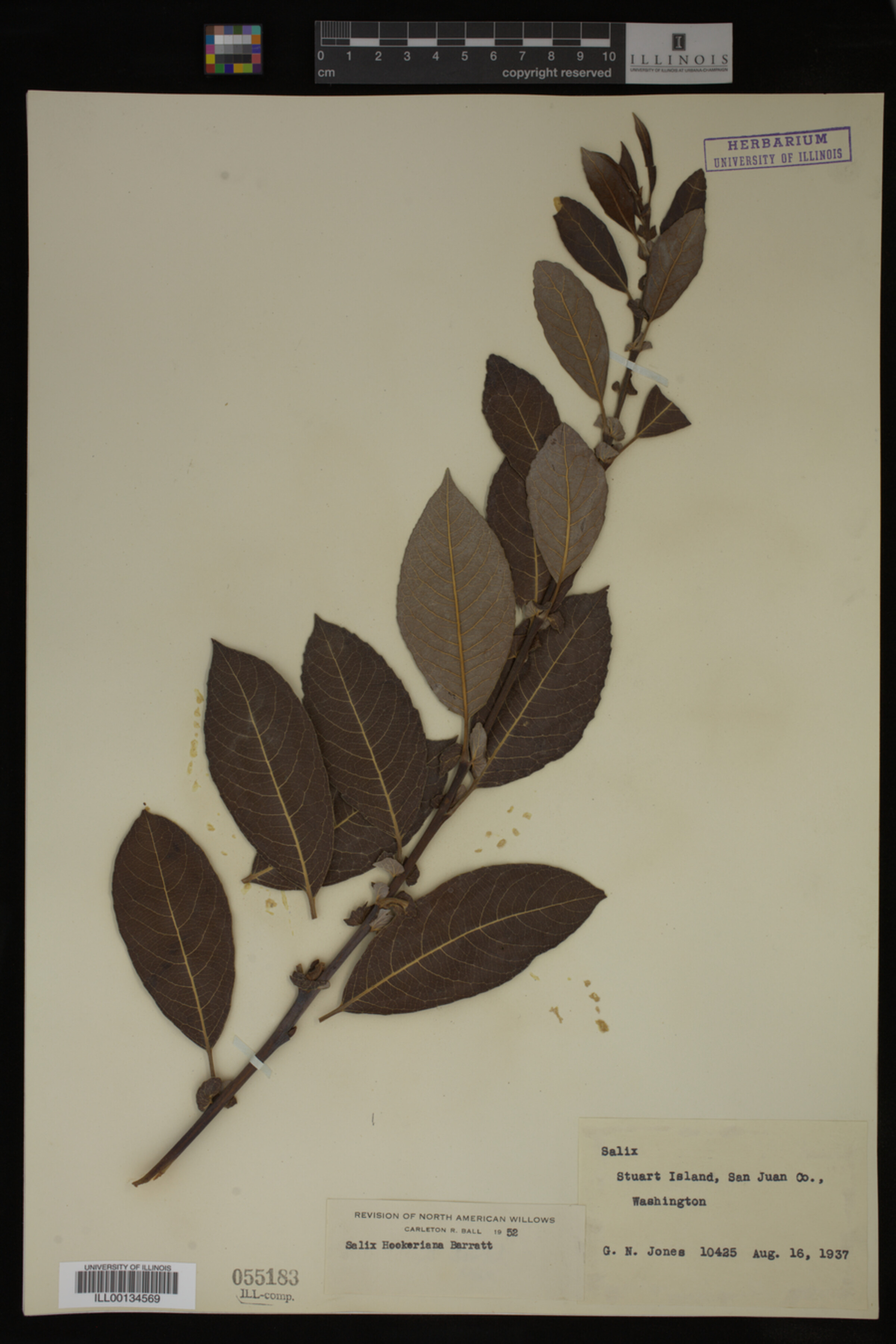 Salix hookeriana image