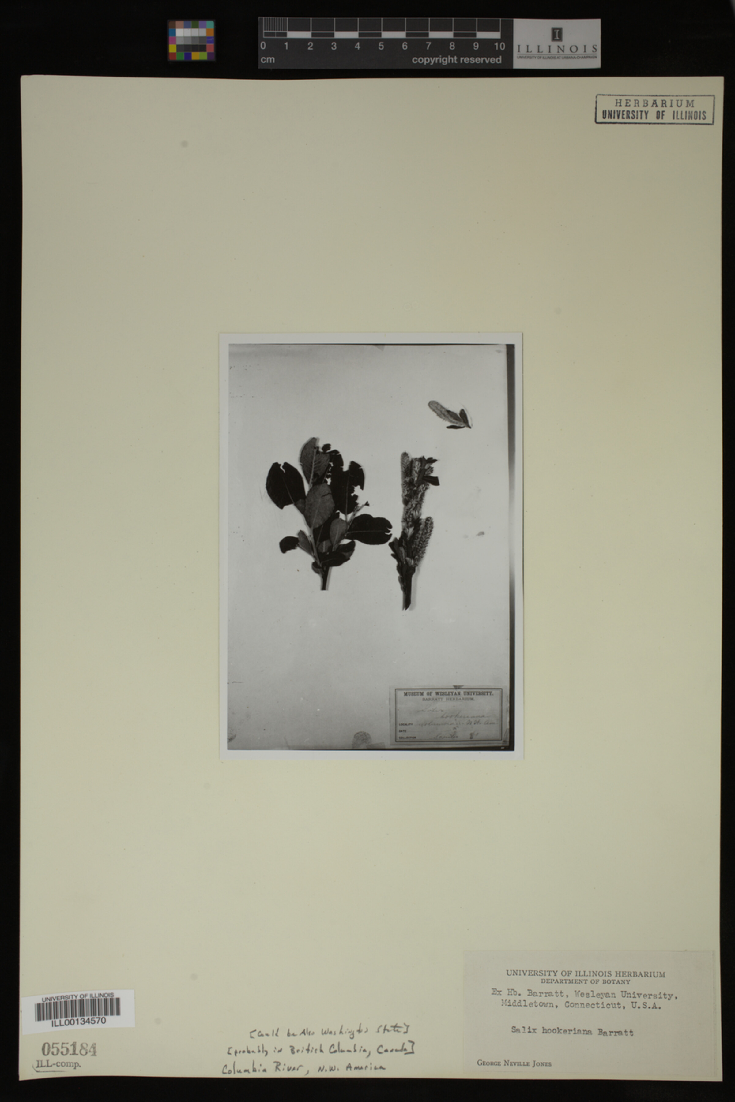 Salix hookeriana image