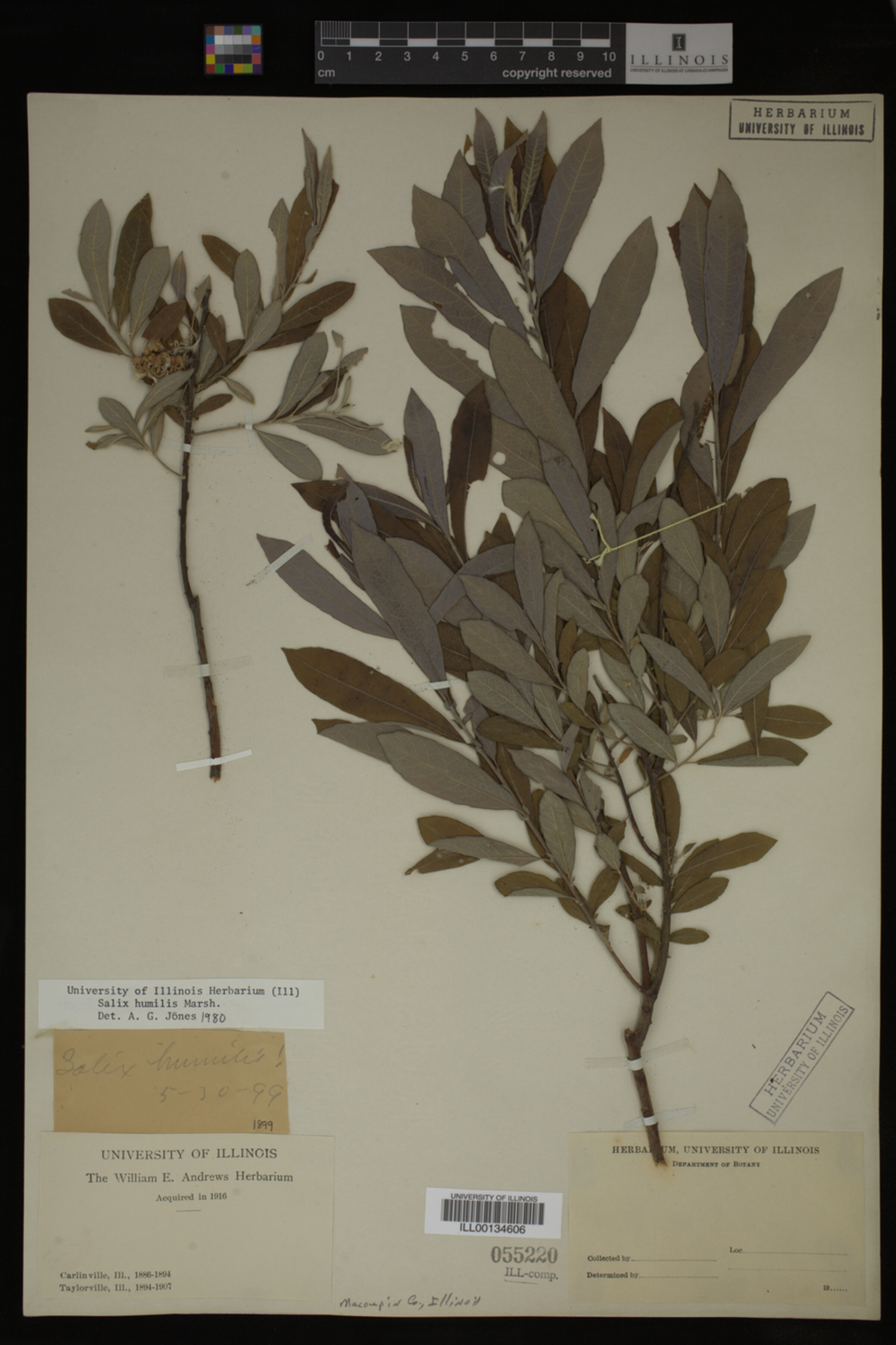 Salix humilis image