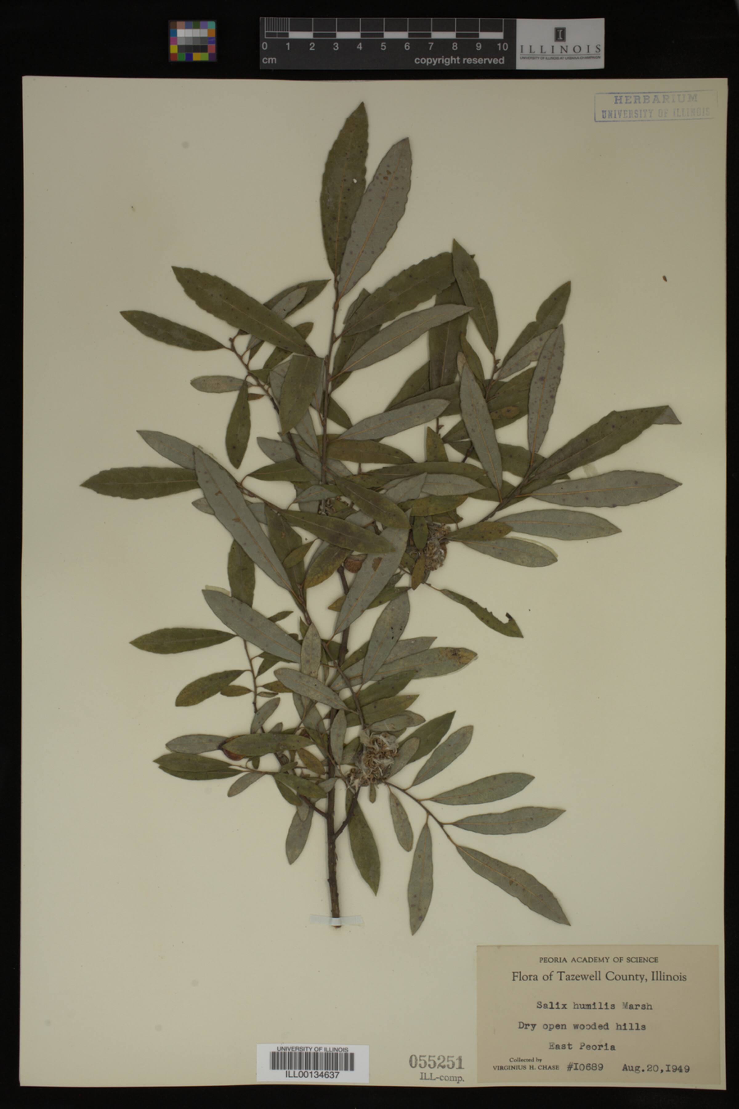 Salix humilis image