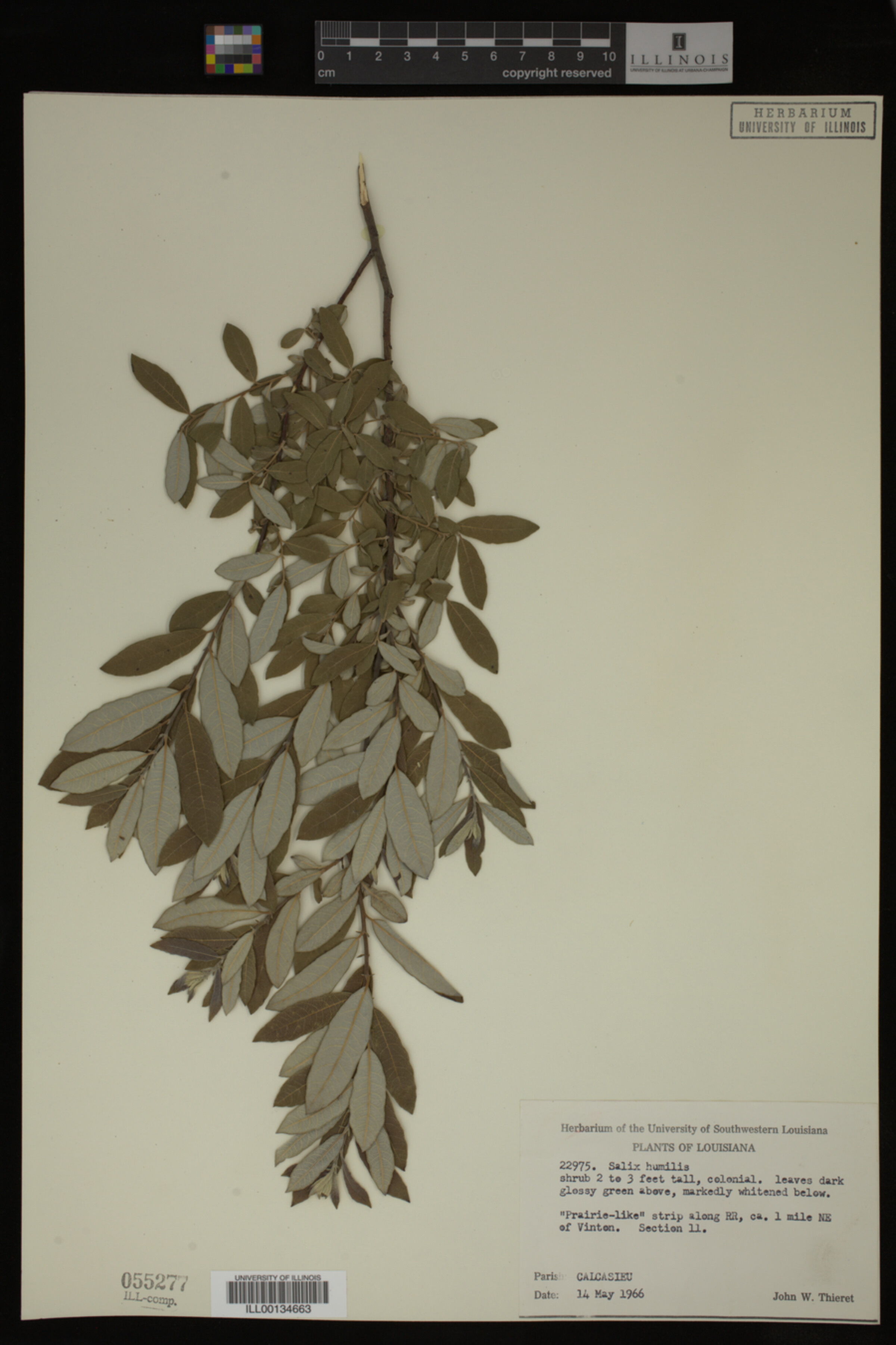 Salix humilis image
