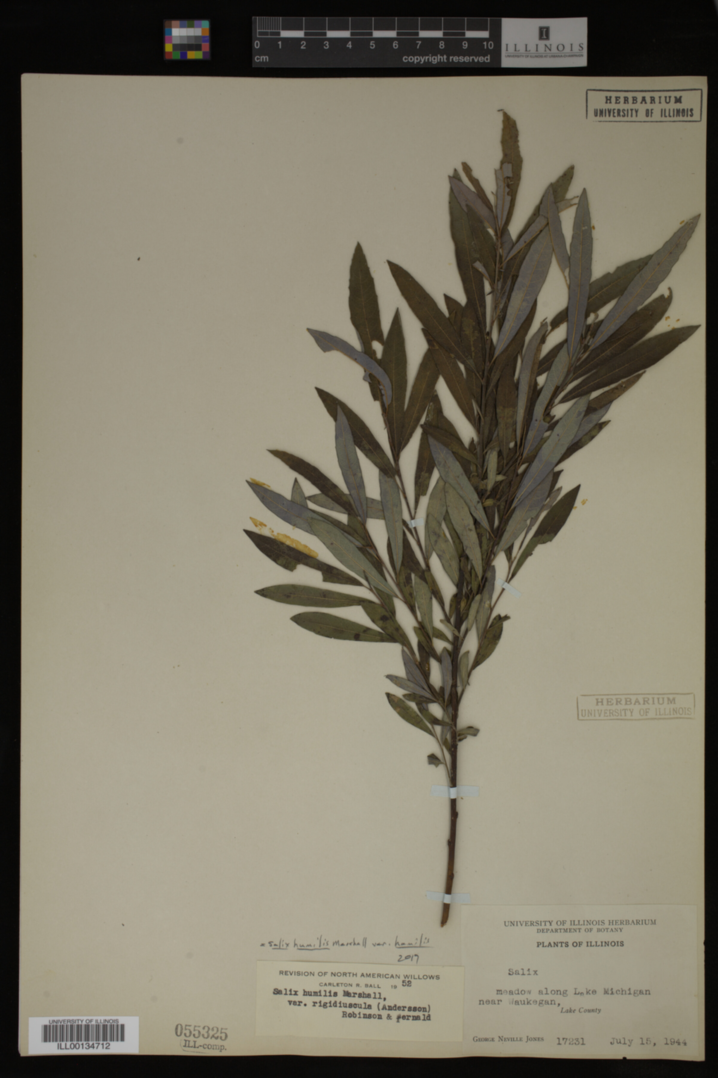 Salix humilis var. humilis image