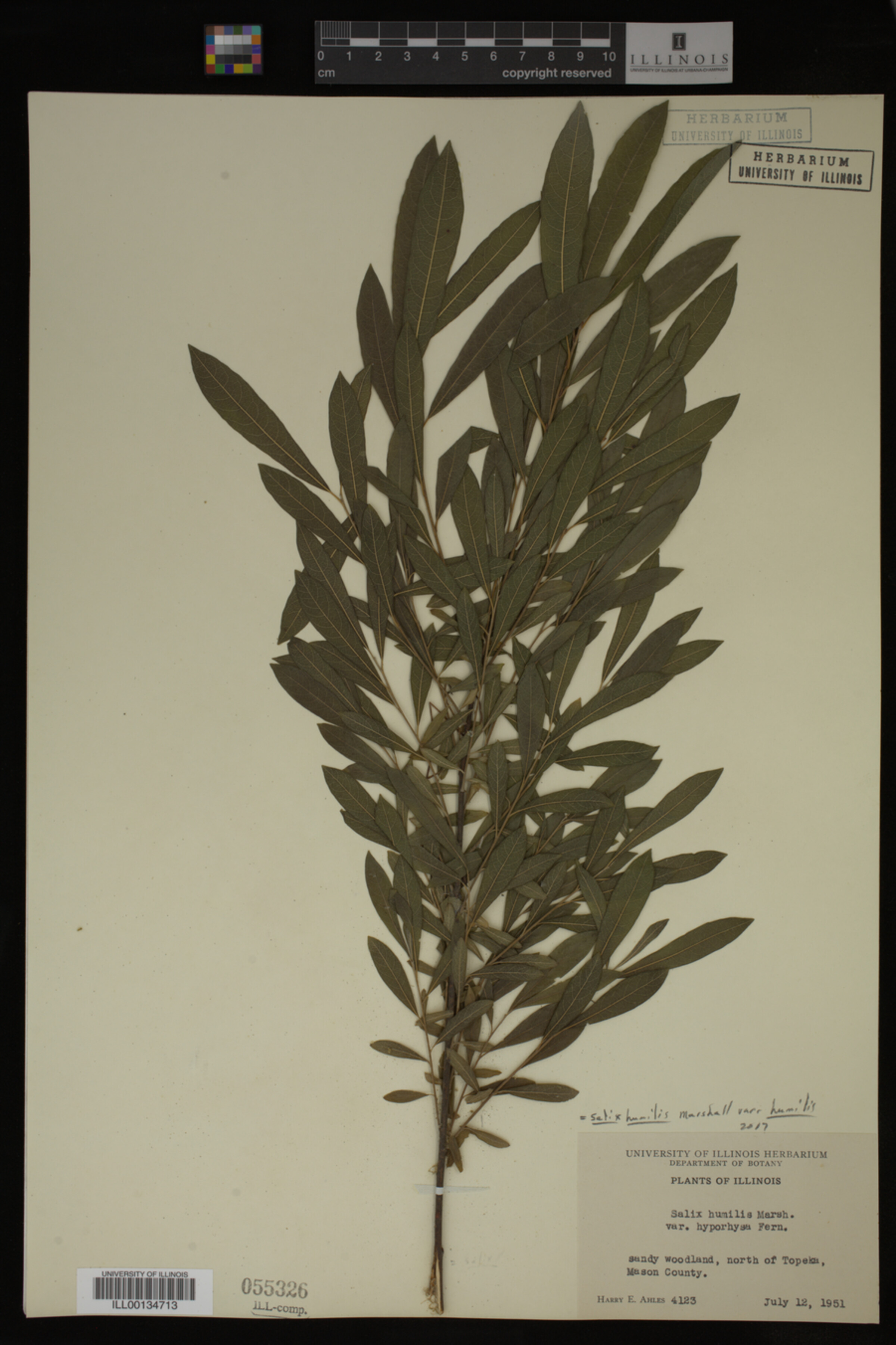 Salix humilis var. humilis image