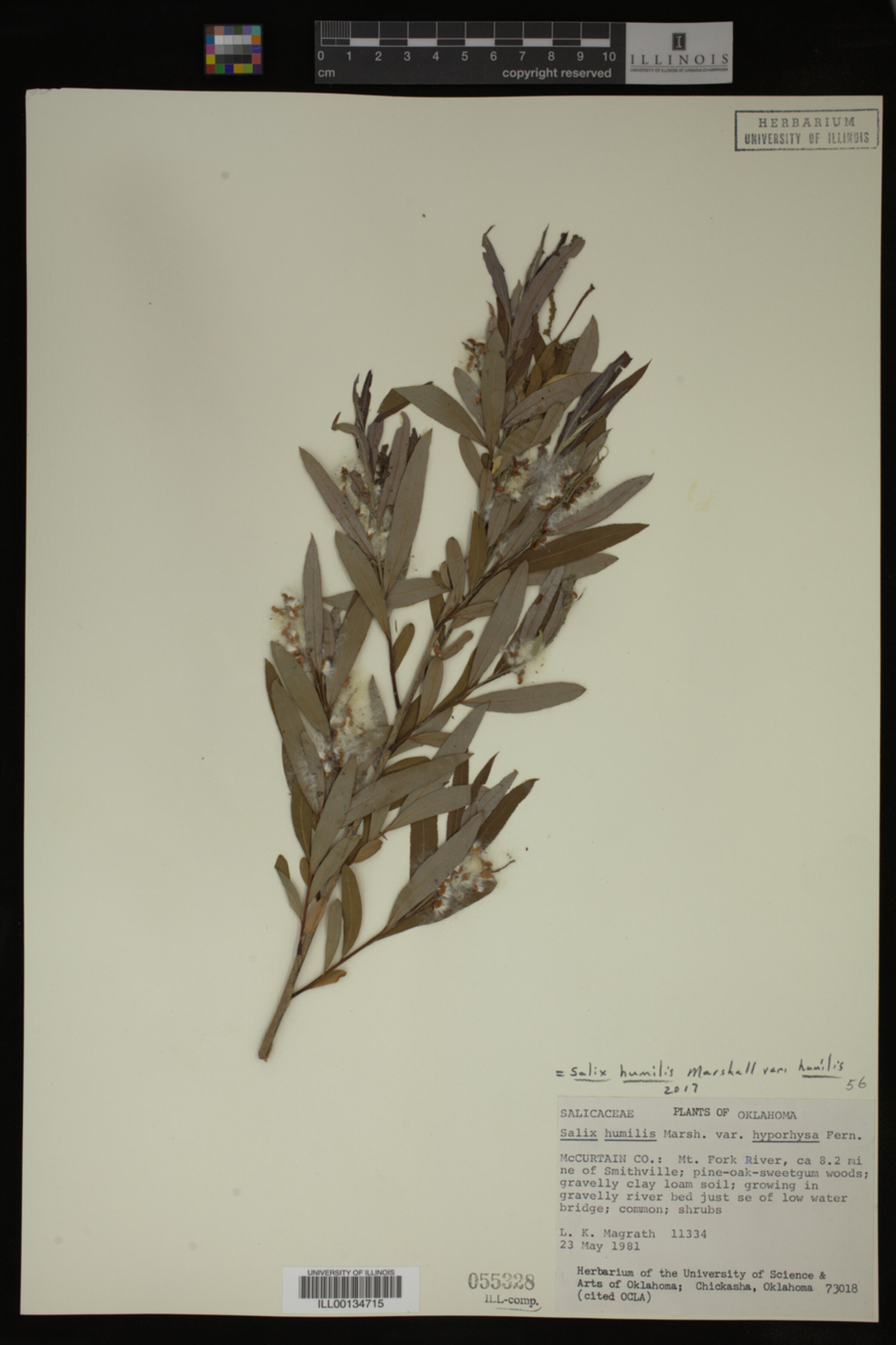 Salix humilis var. humilis image
