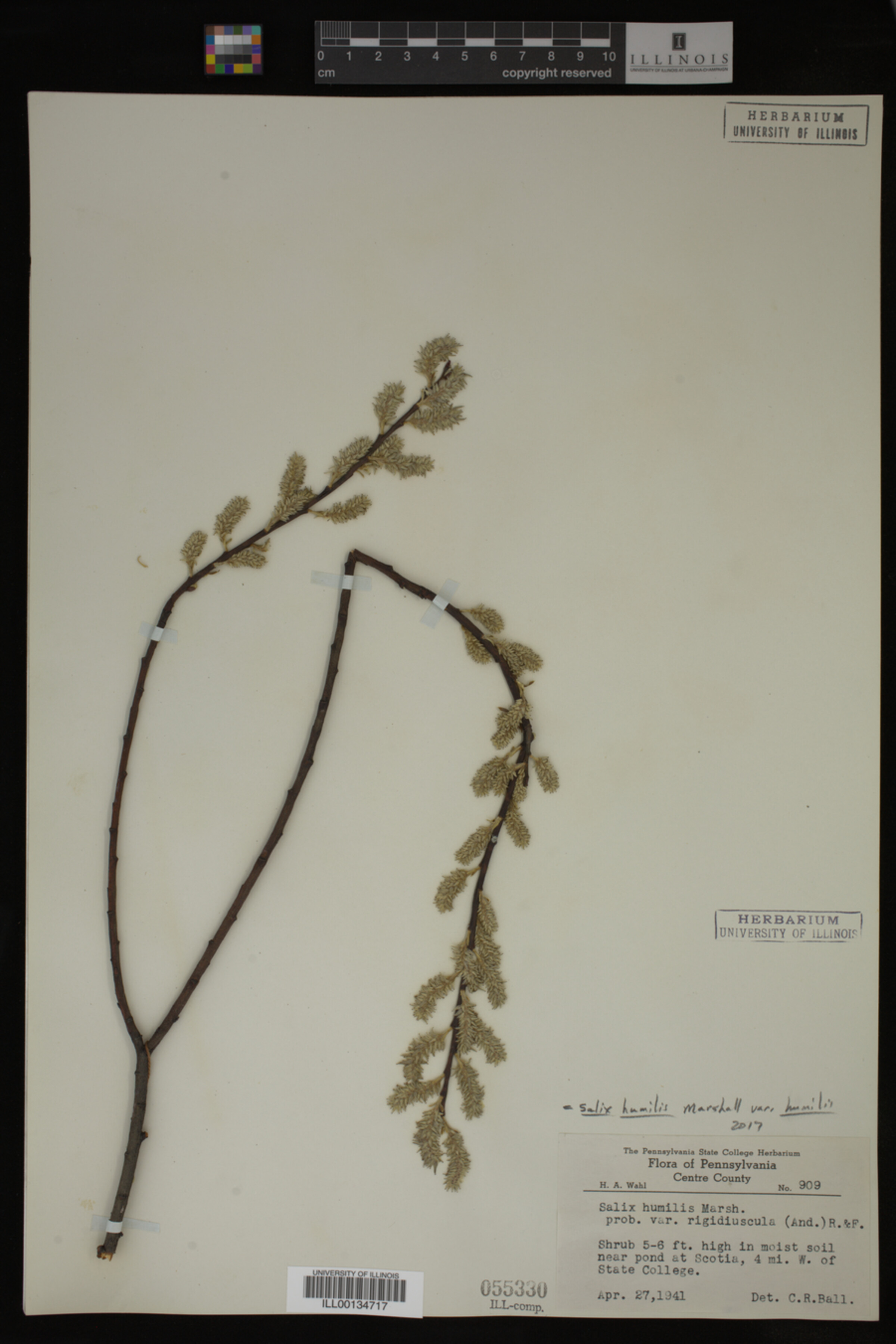 Salix humilis var. humilis image