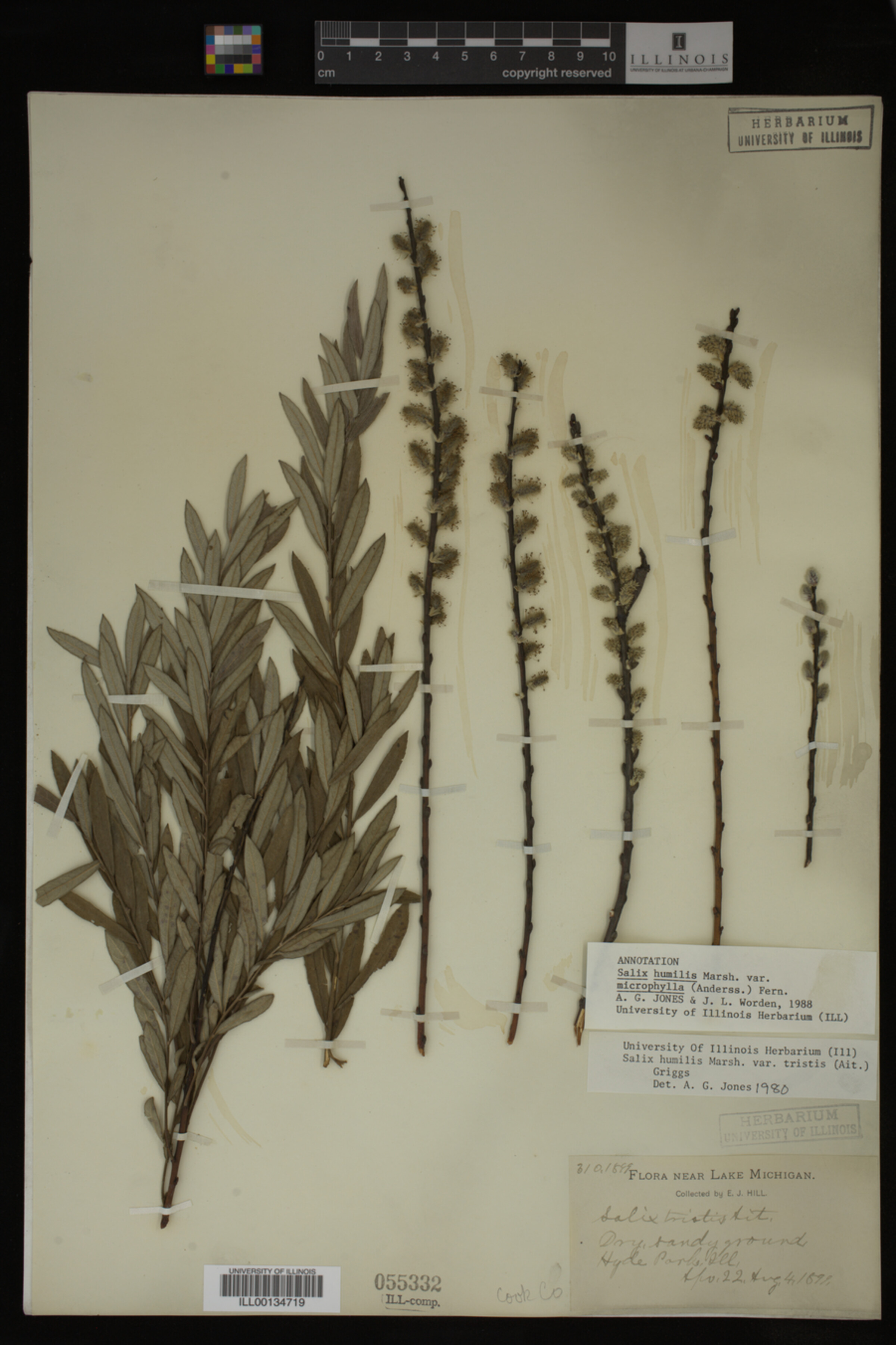 Salix humilis image