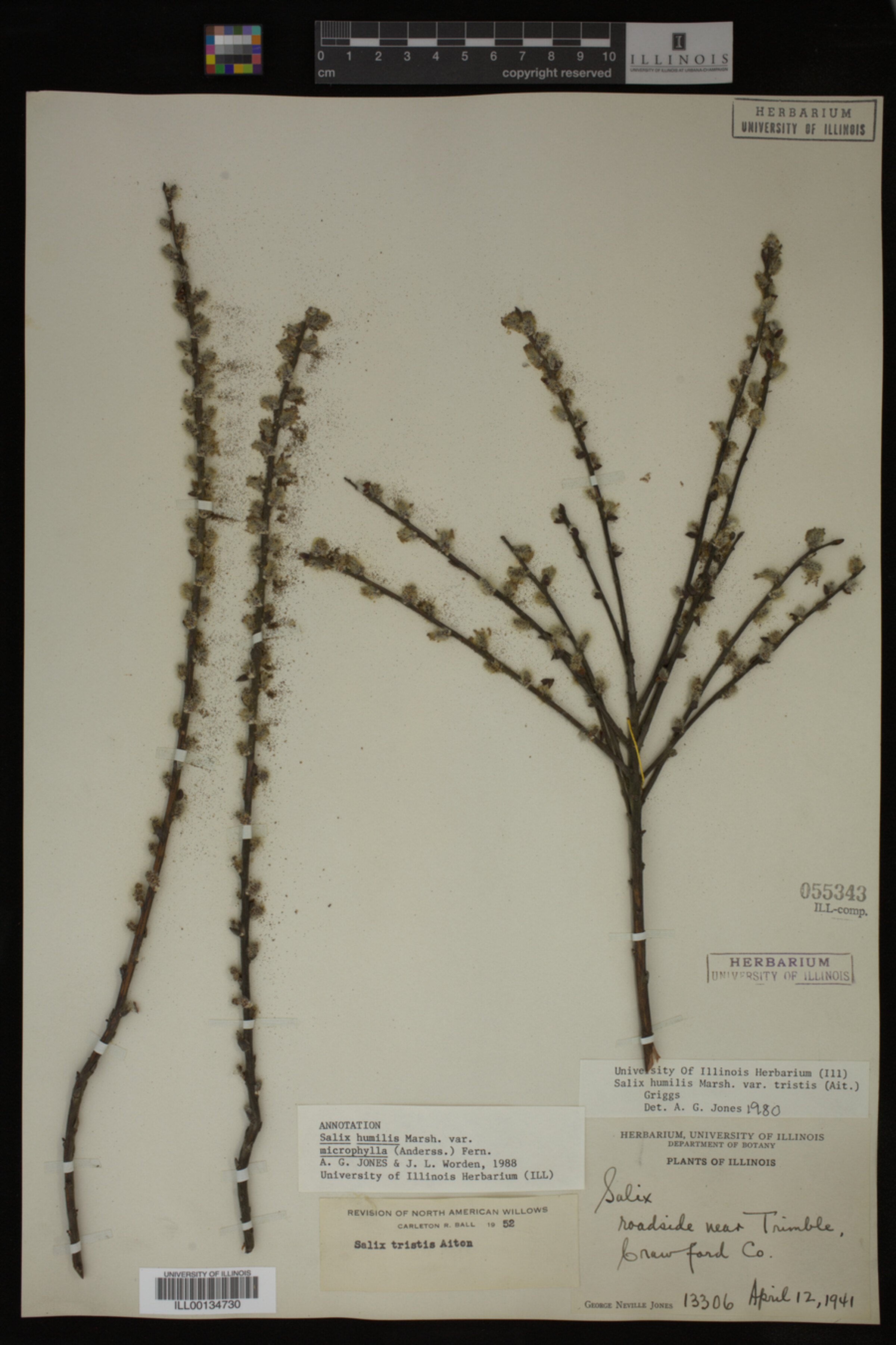 Salix humilis var. tristis image