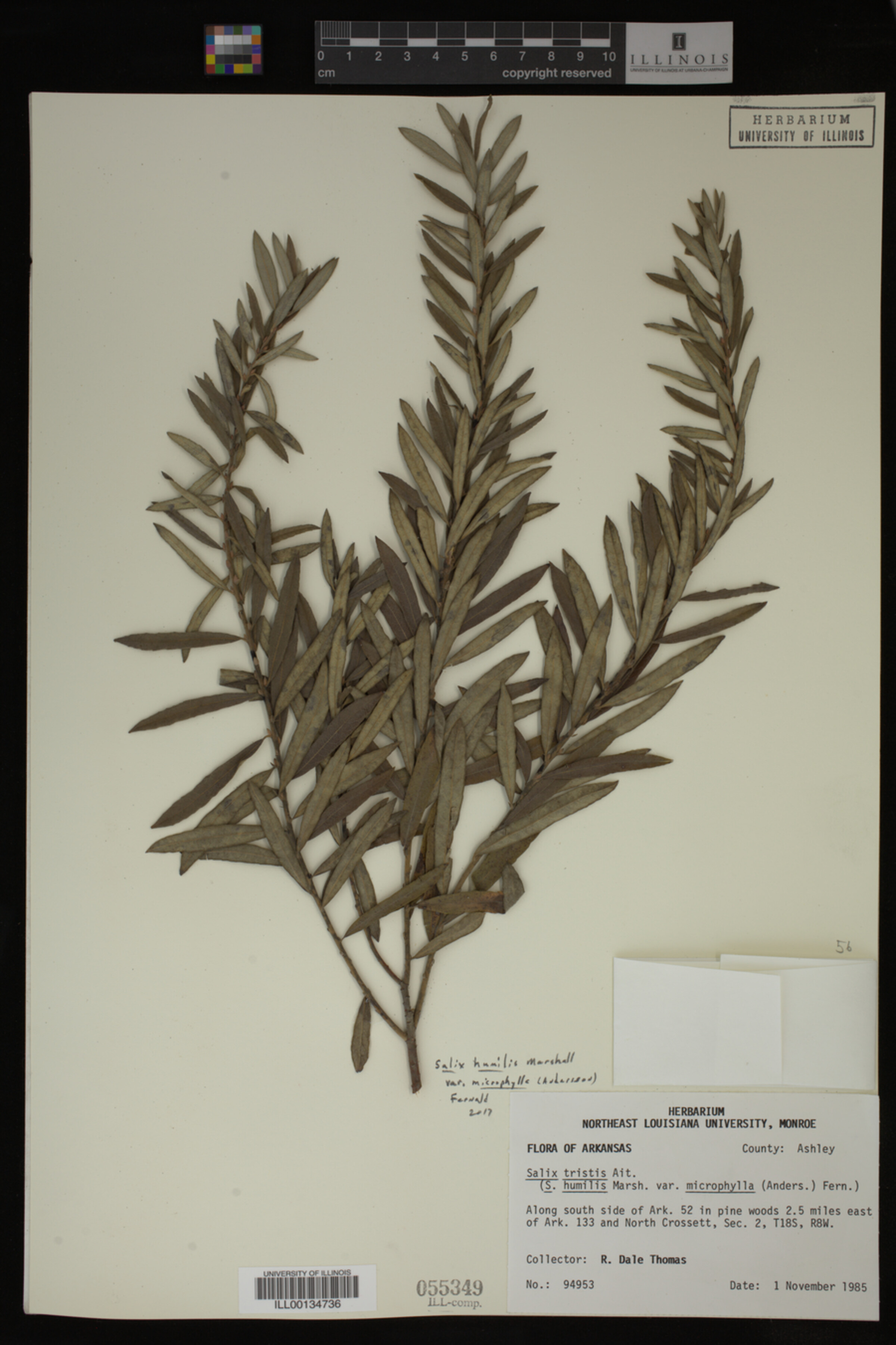 Salix humilis var. tristis image