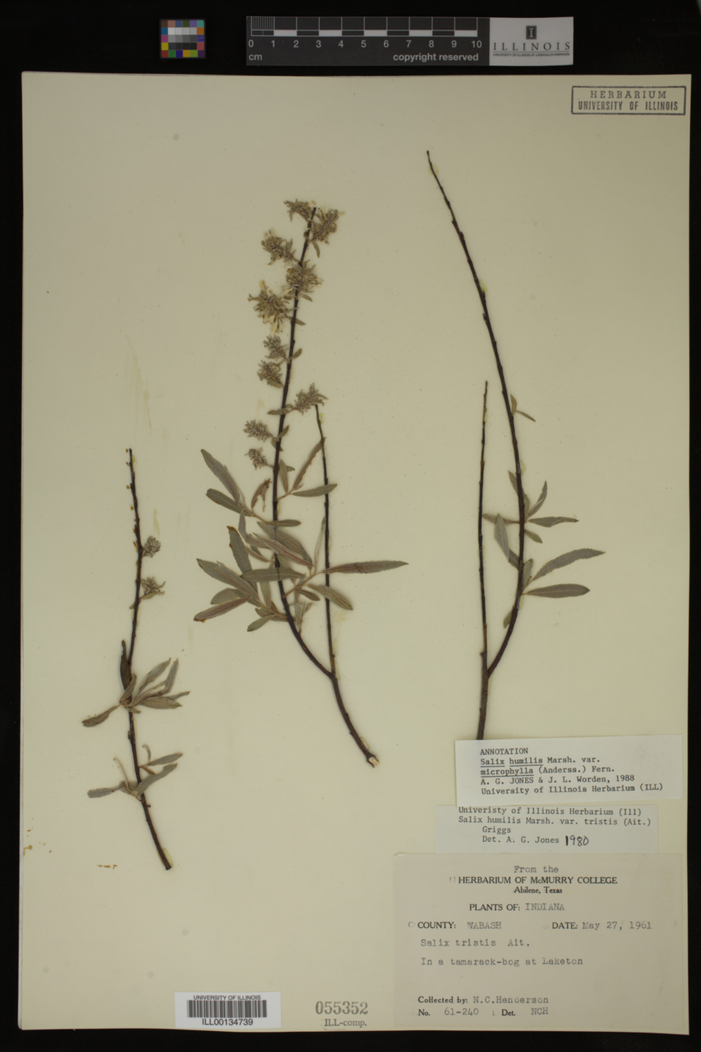 Salix humilis var. tristis image