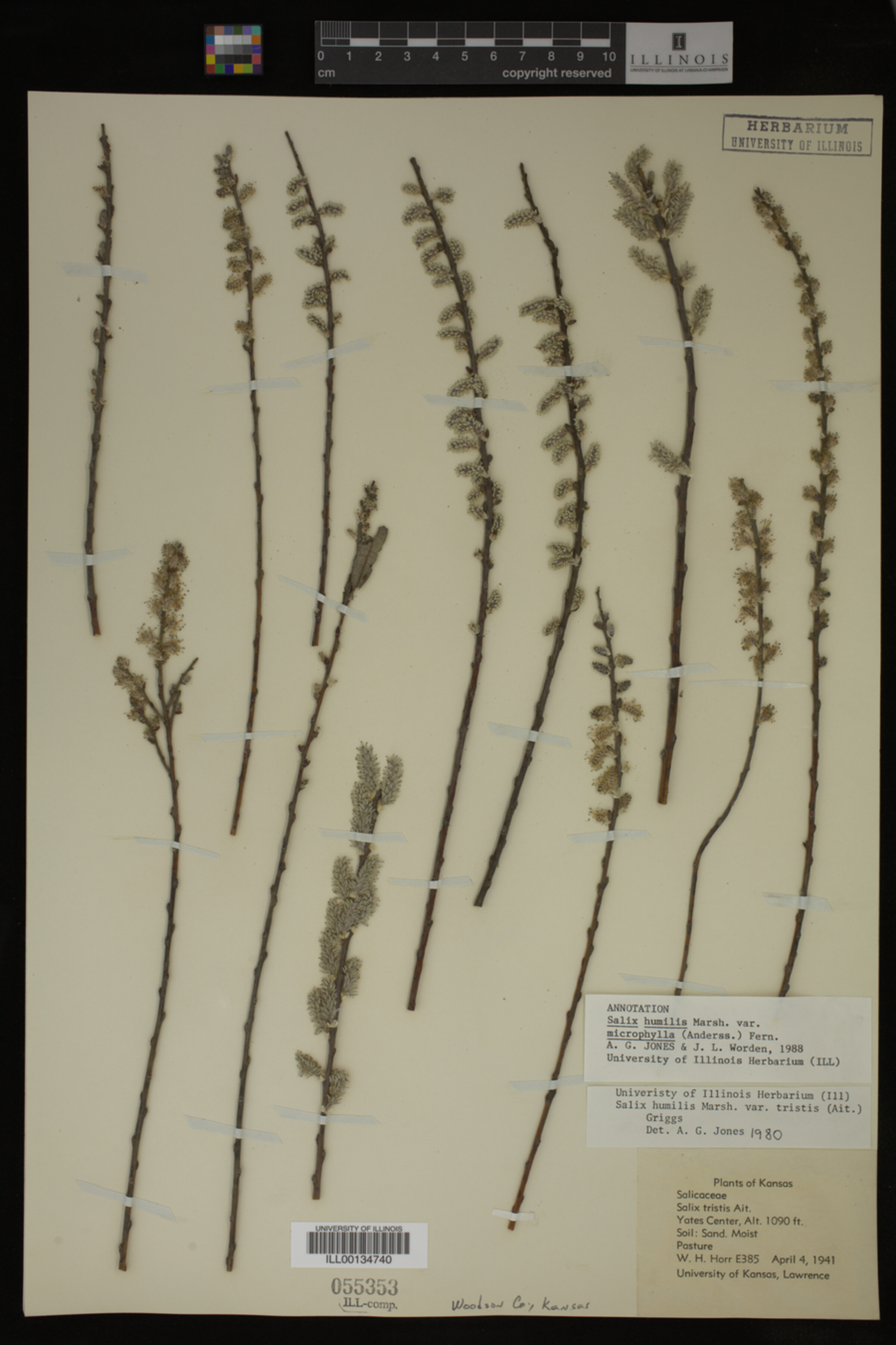 Salix humilis var. tristis image