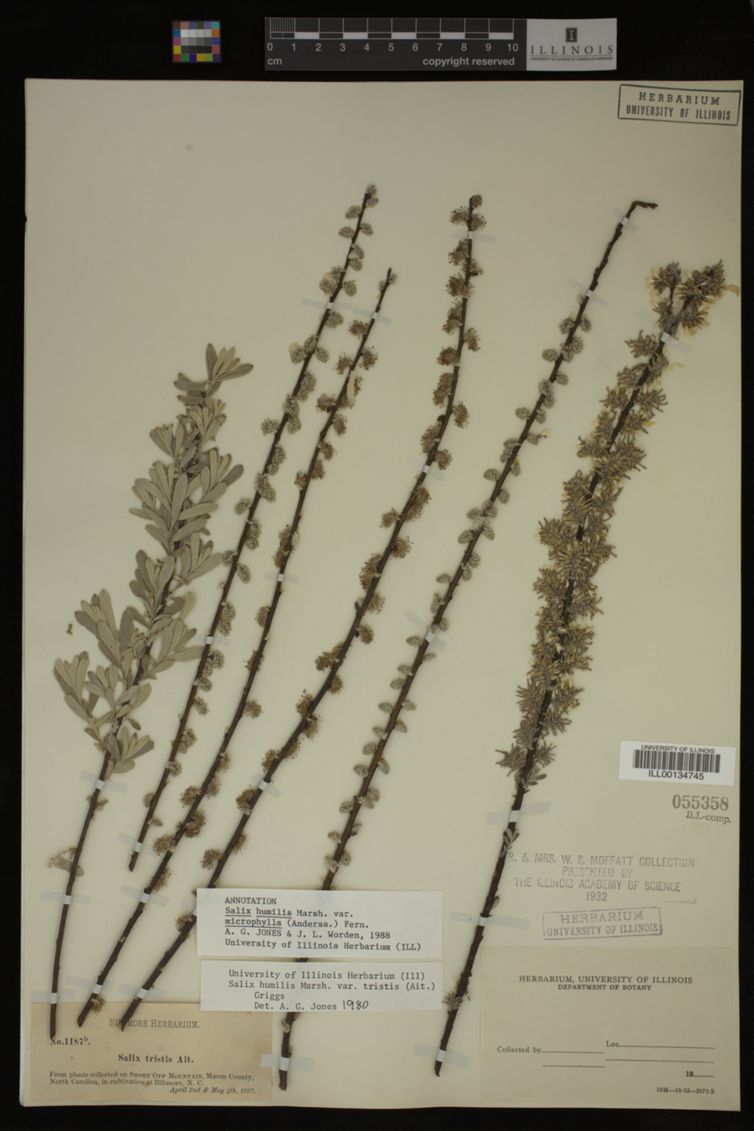 Salix humilis var. tristis image
