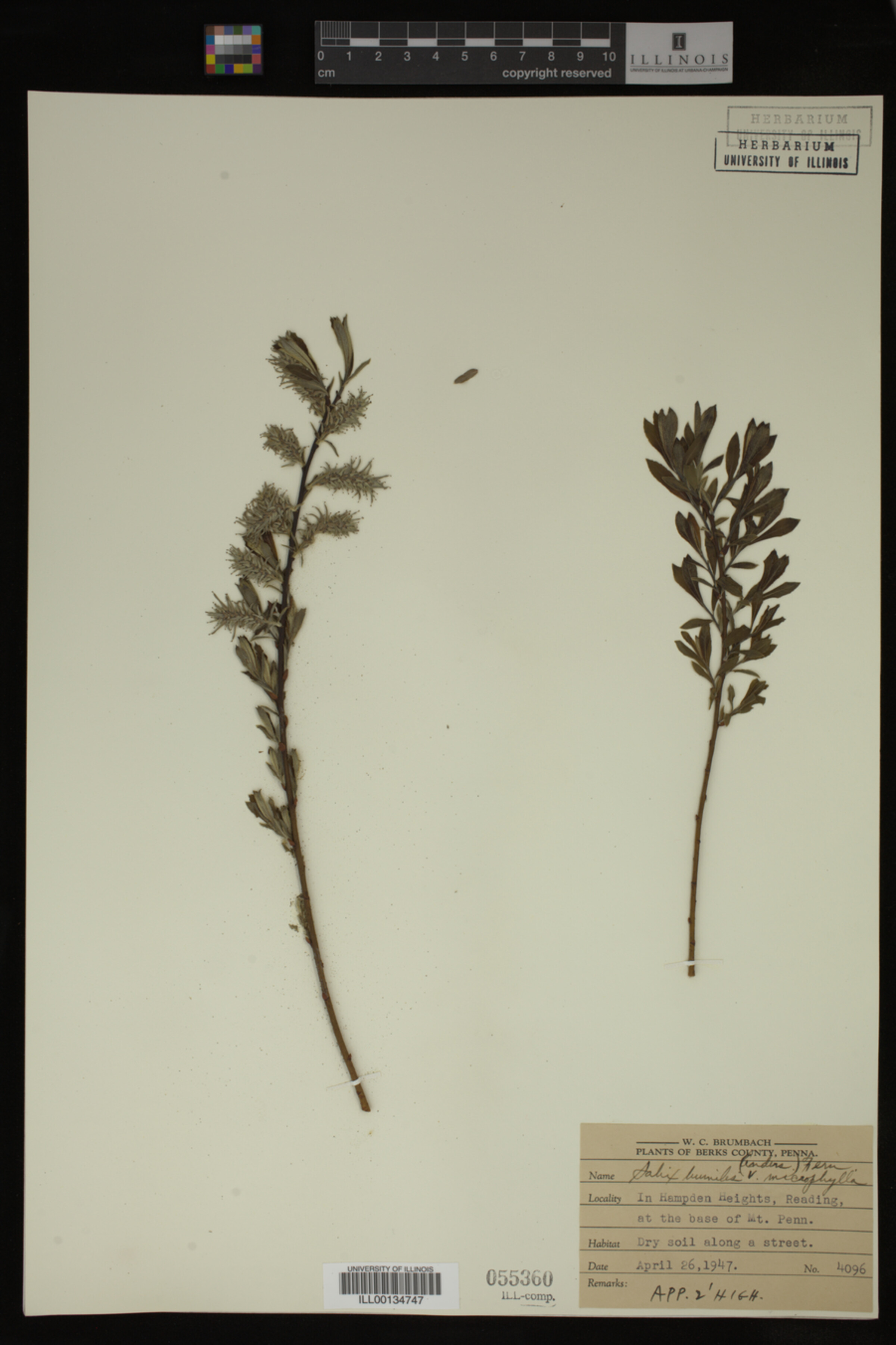 Salix humilis var. tristis image