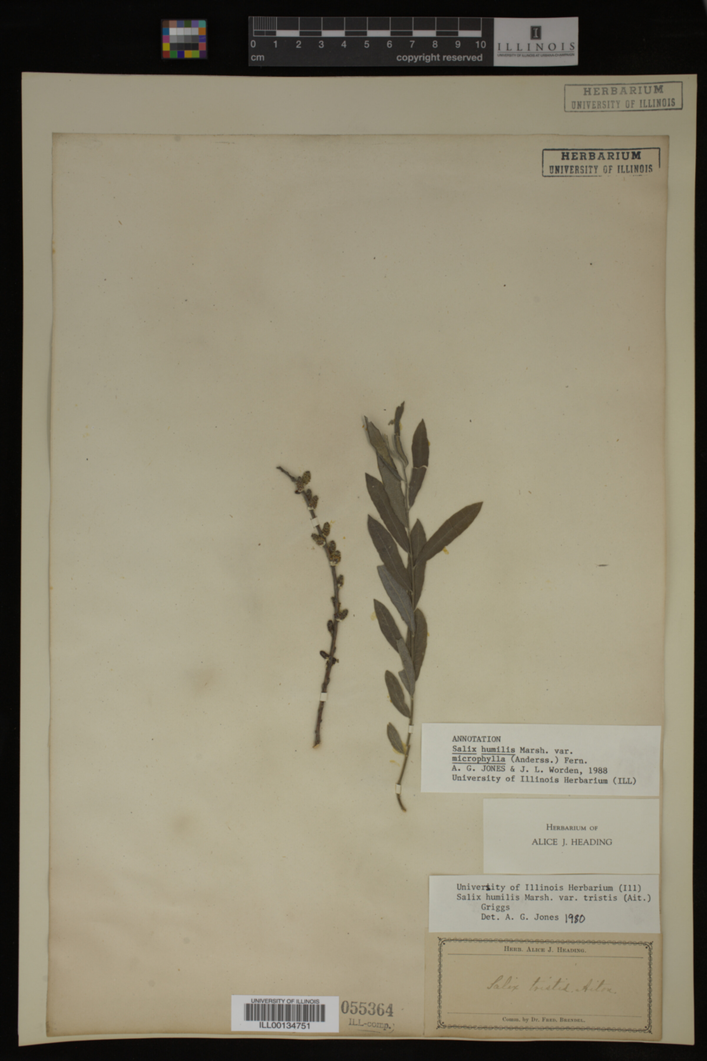 Salix humilis var. tristis image