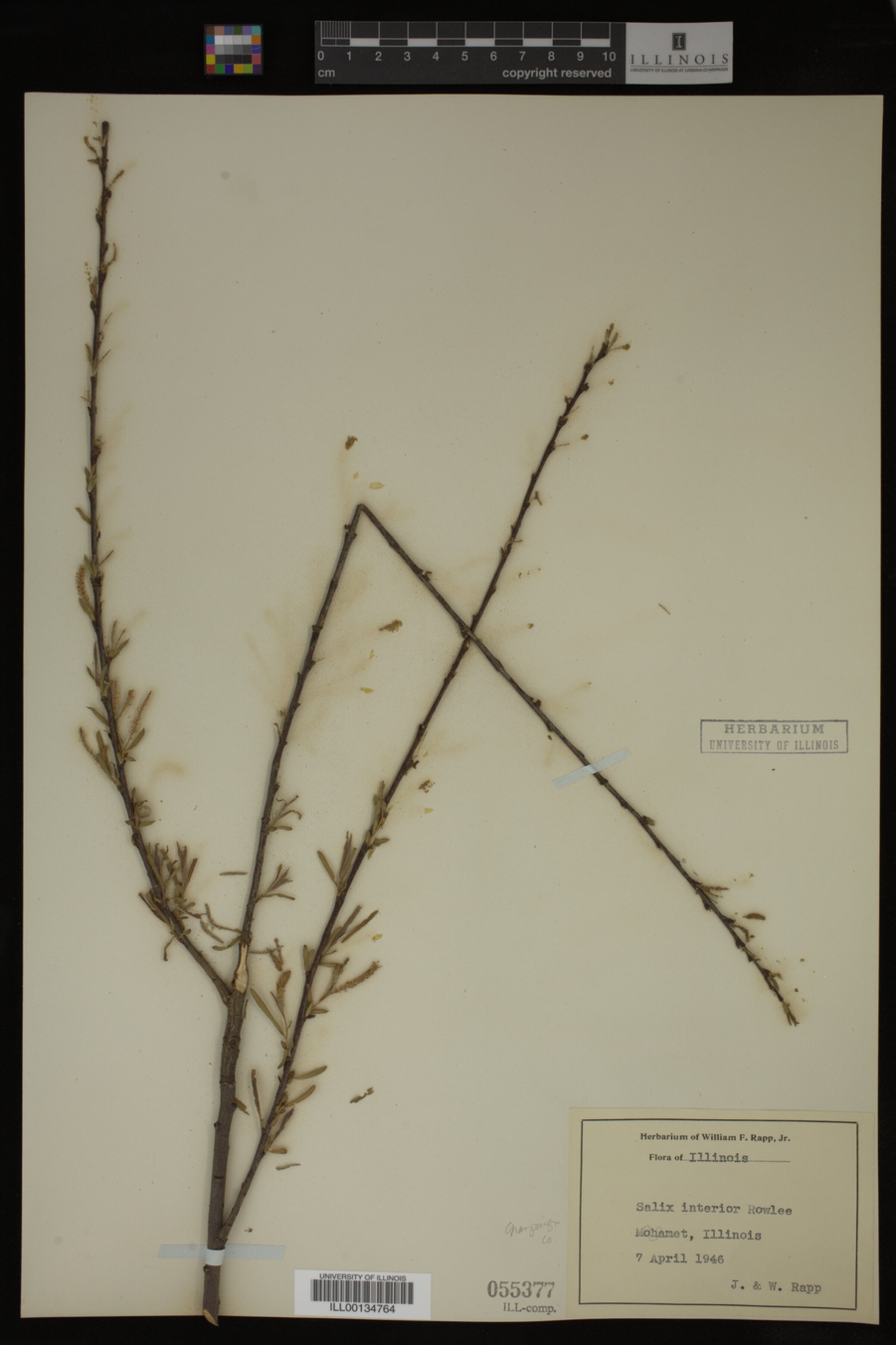 Salix interior image