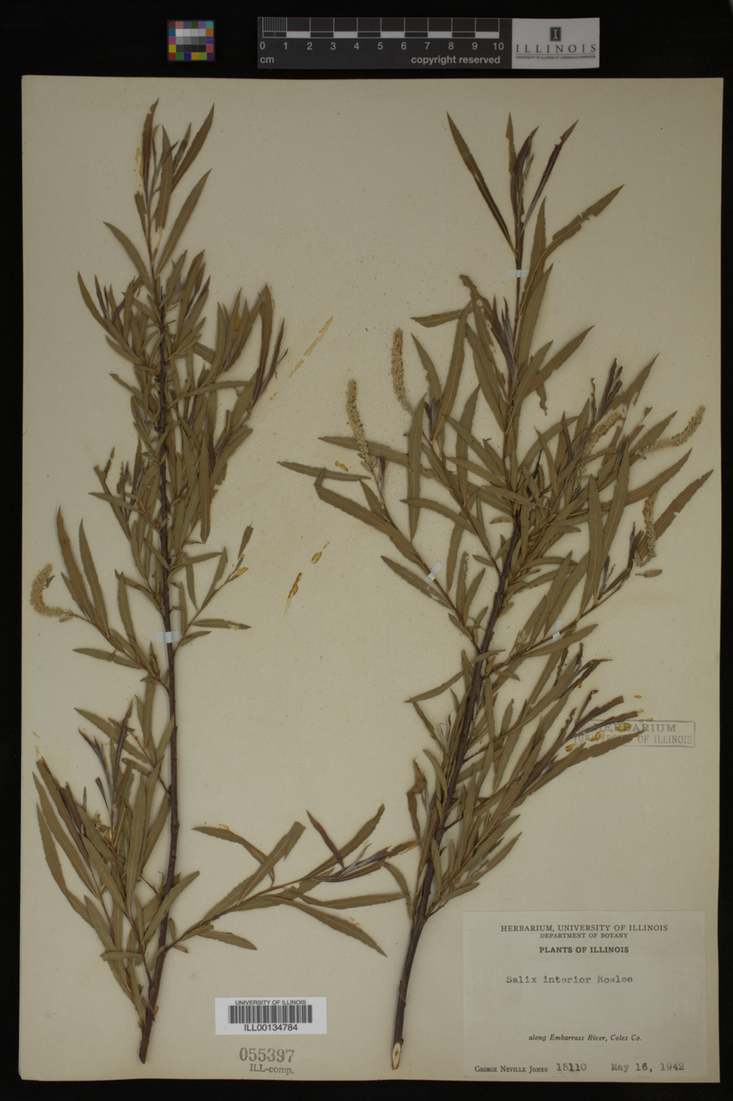 Salix interior image