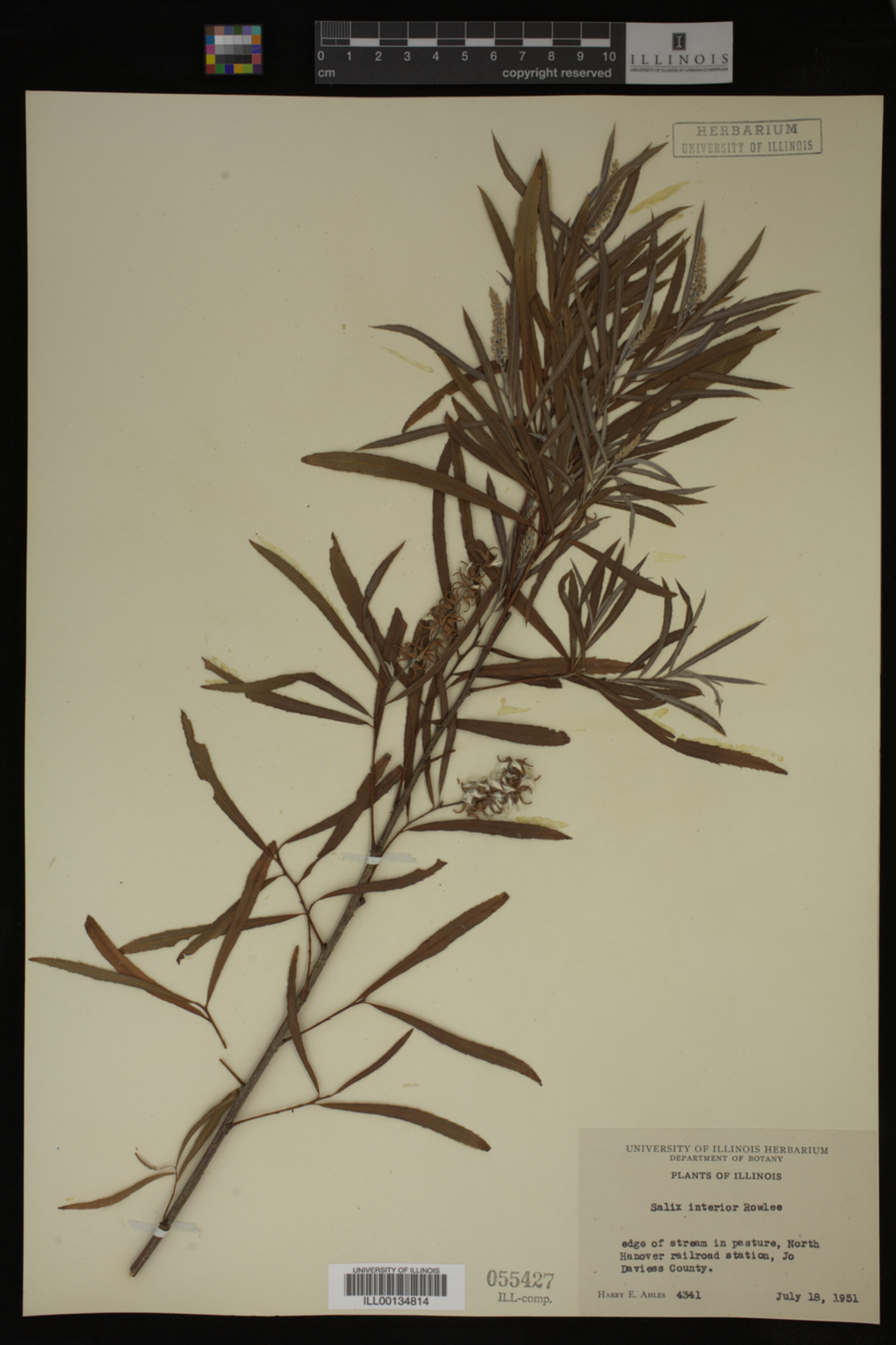 Salix interior image