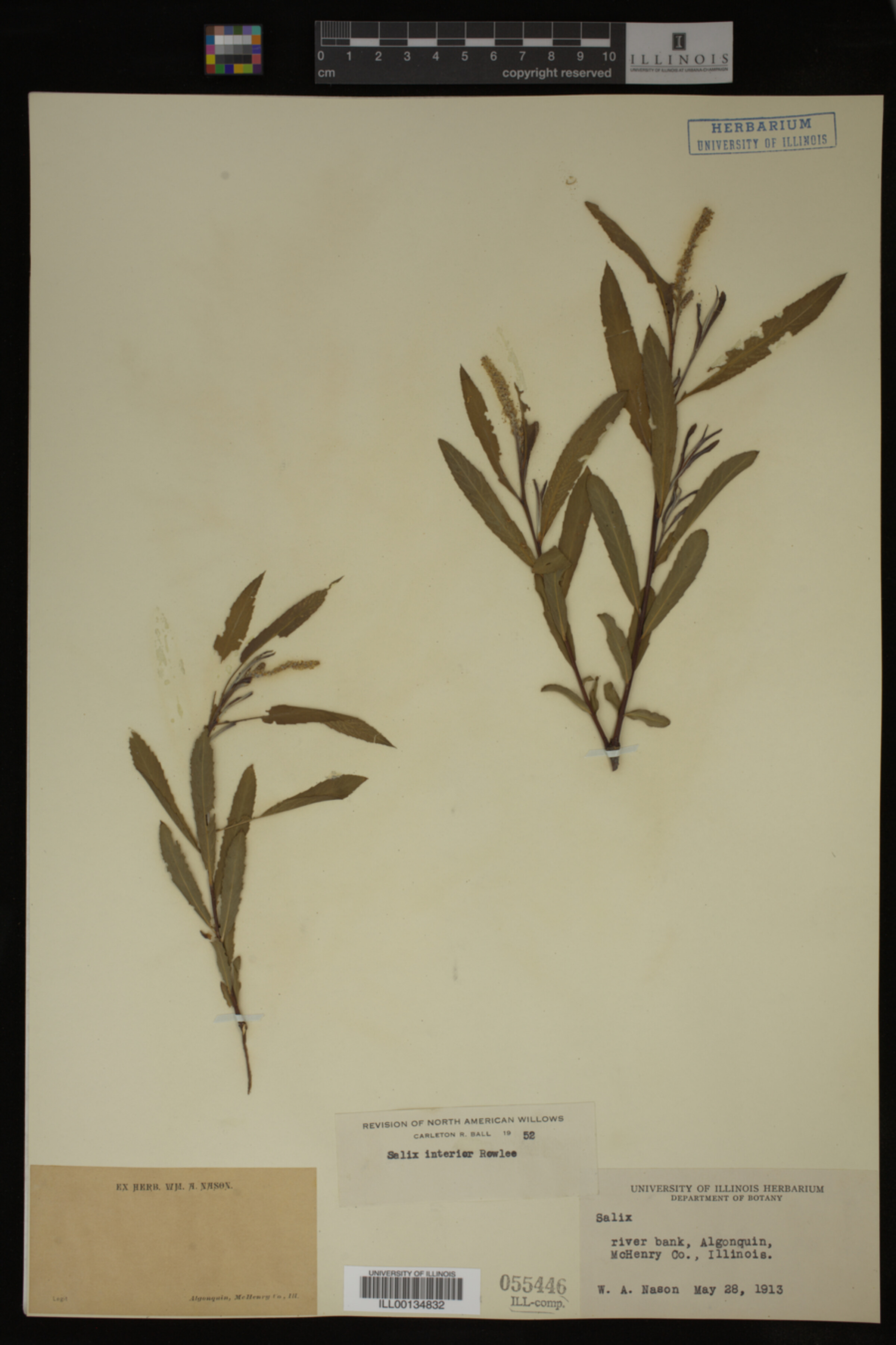 Salix interior image