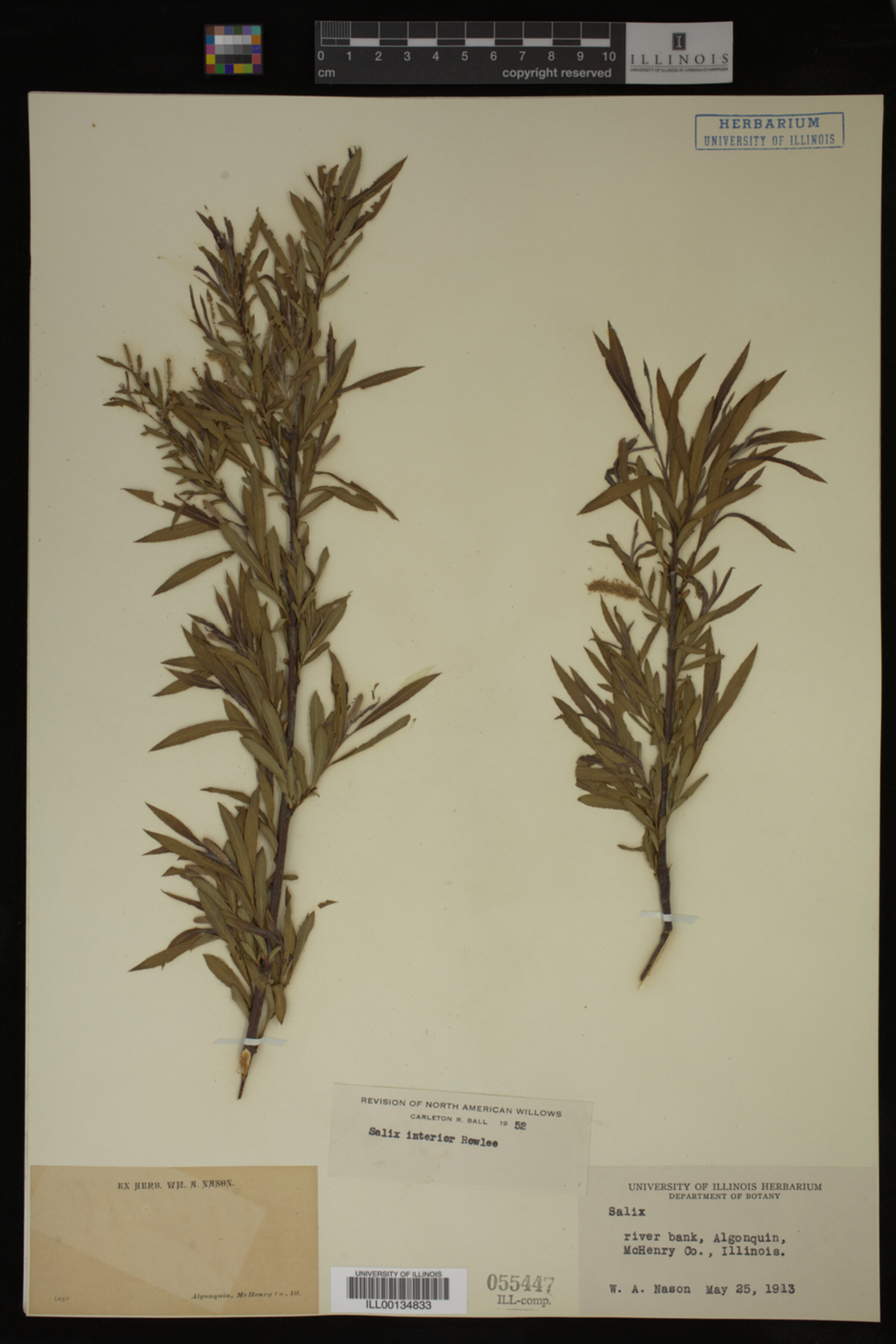 Salix interior image