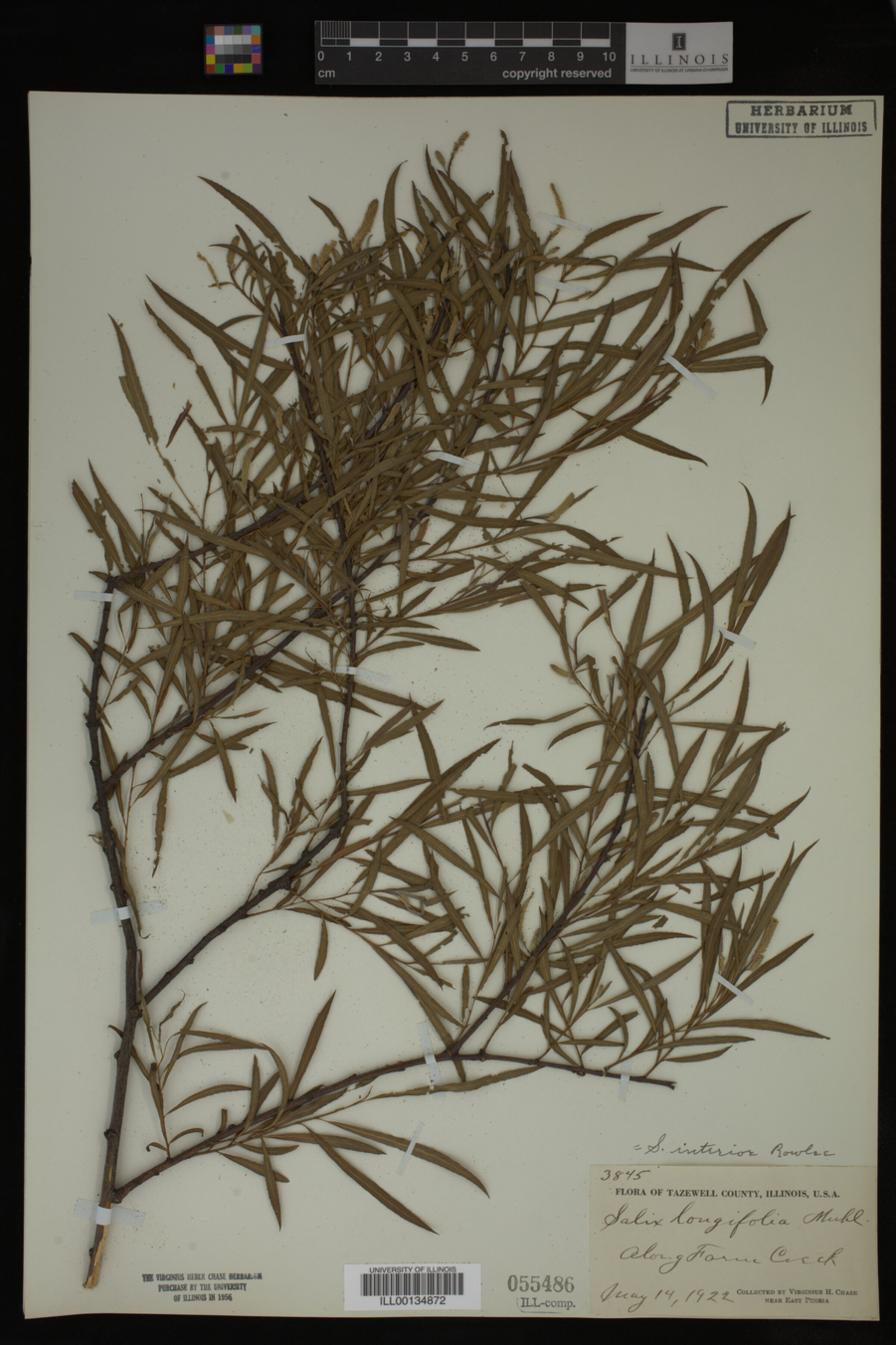 Salix interior image