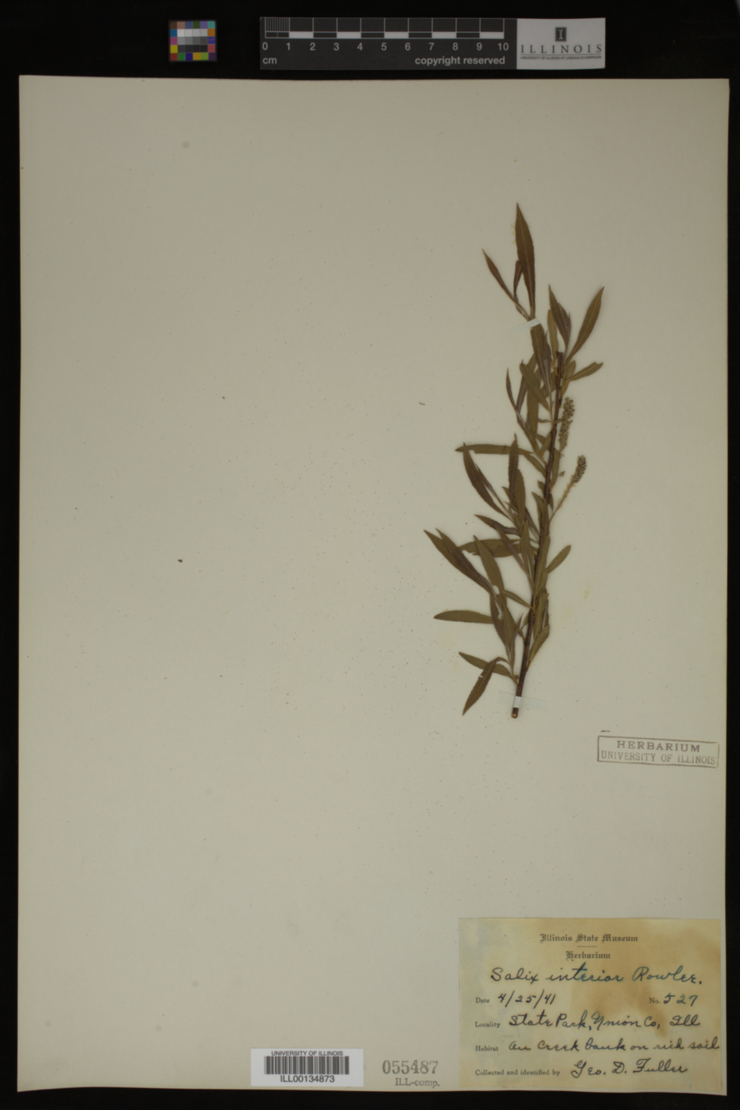 Salix interior image