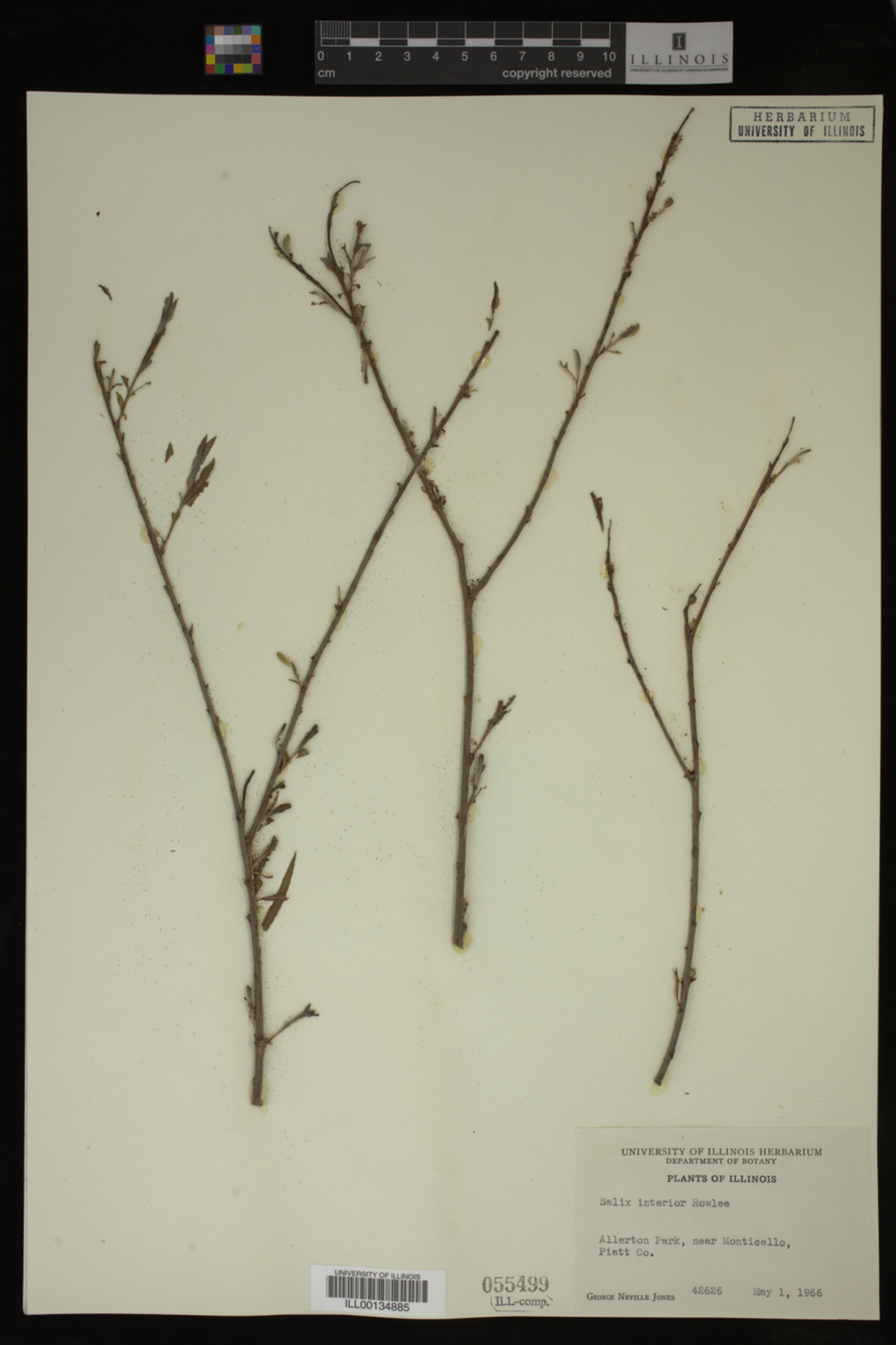 Salix interior image