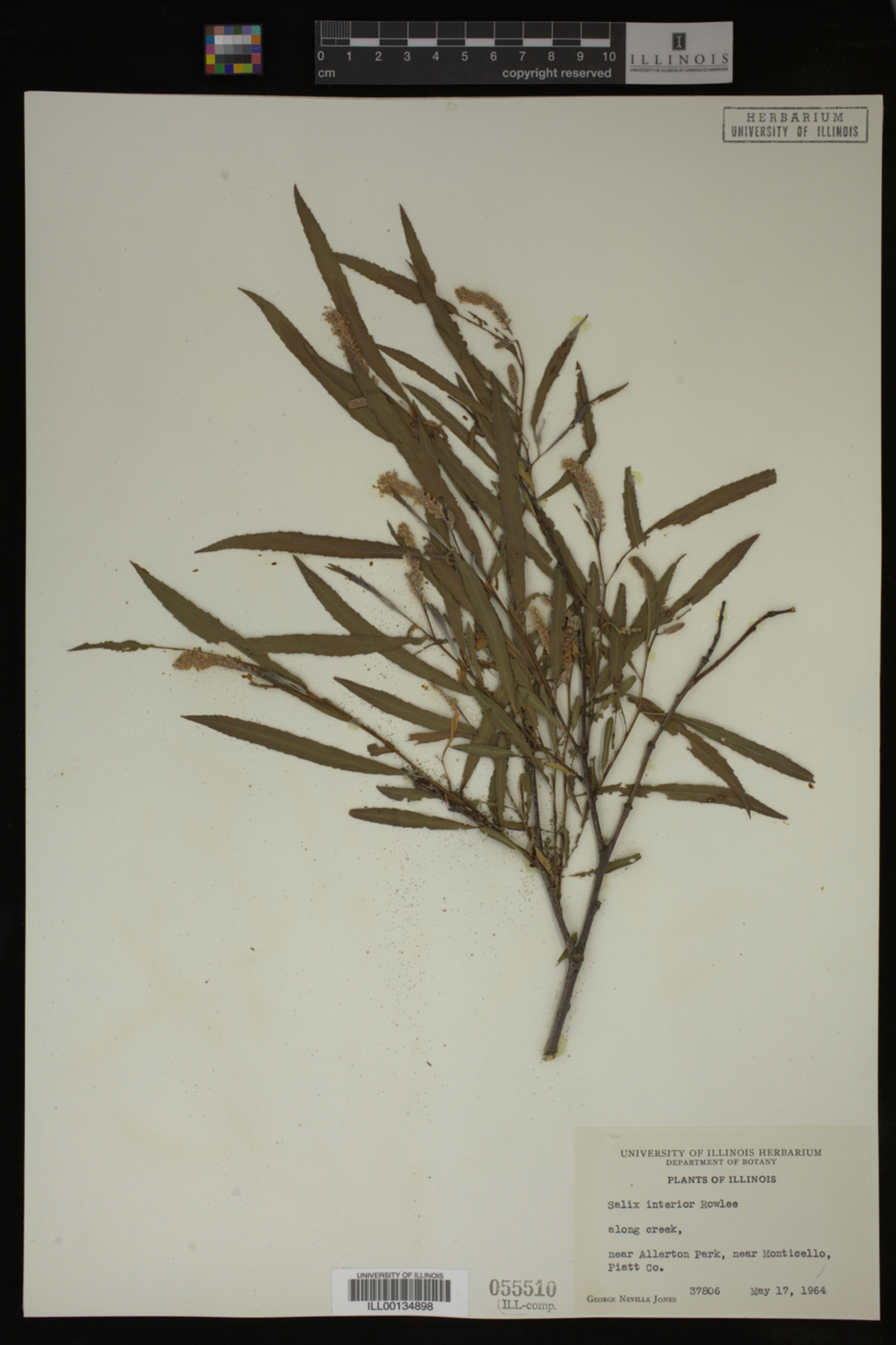 Salix interior image