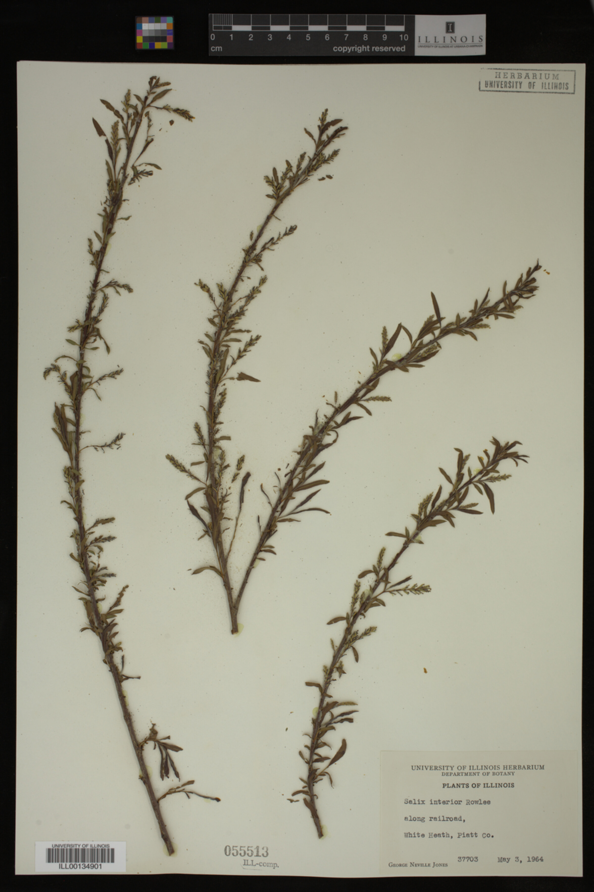 Salix interior image