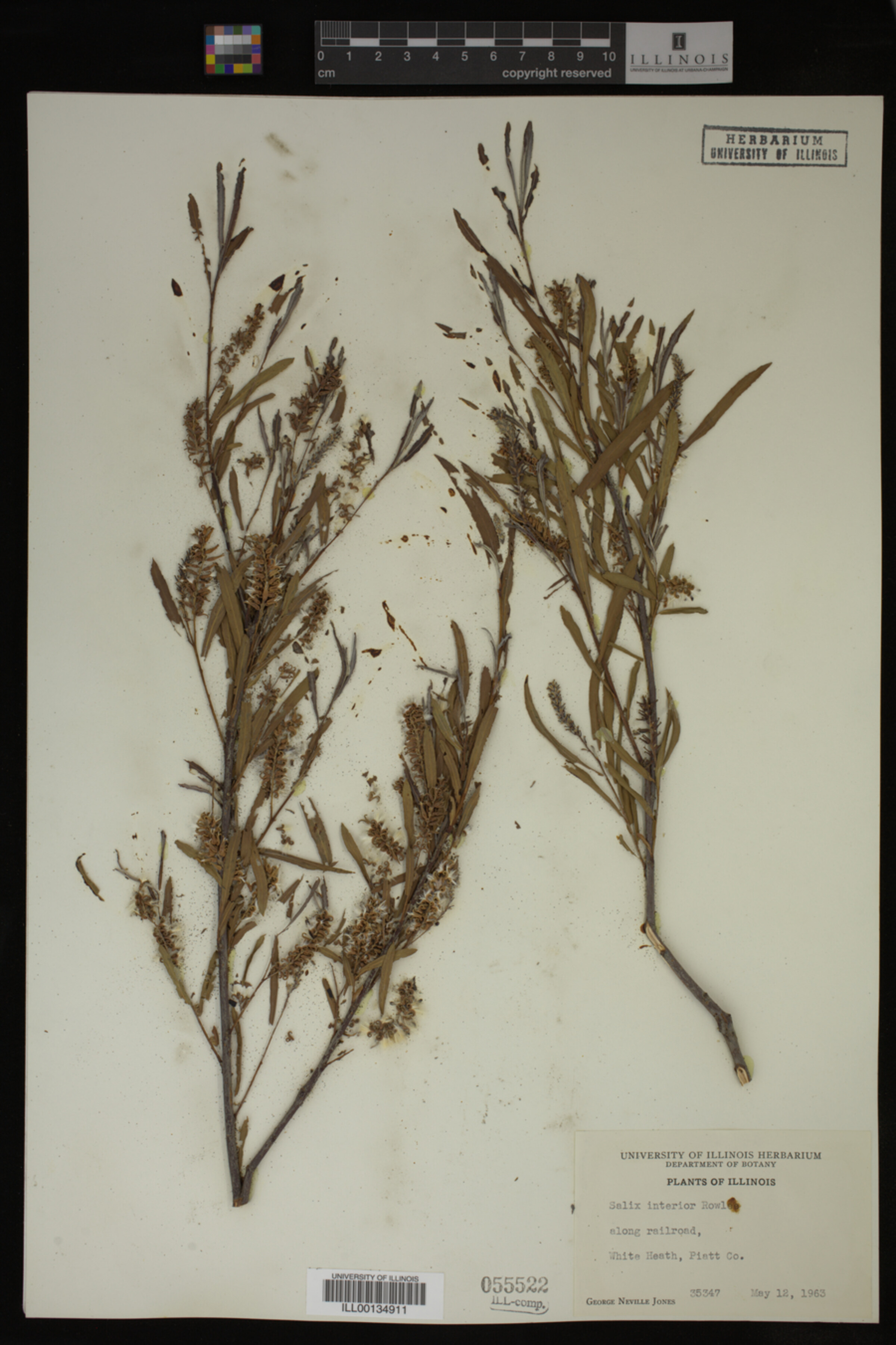 Salix interior image