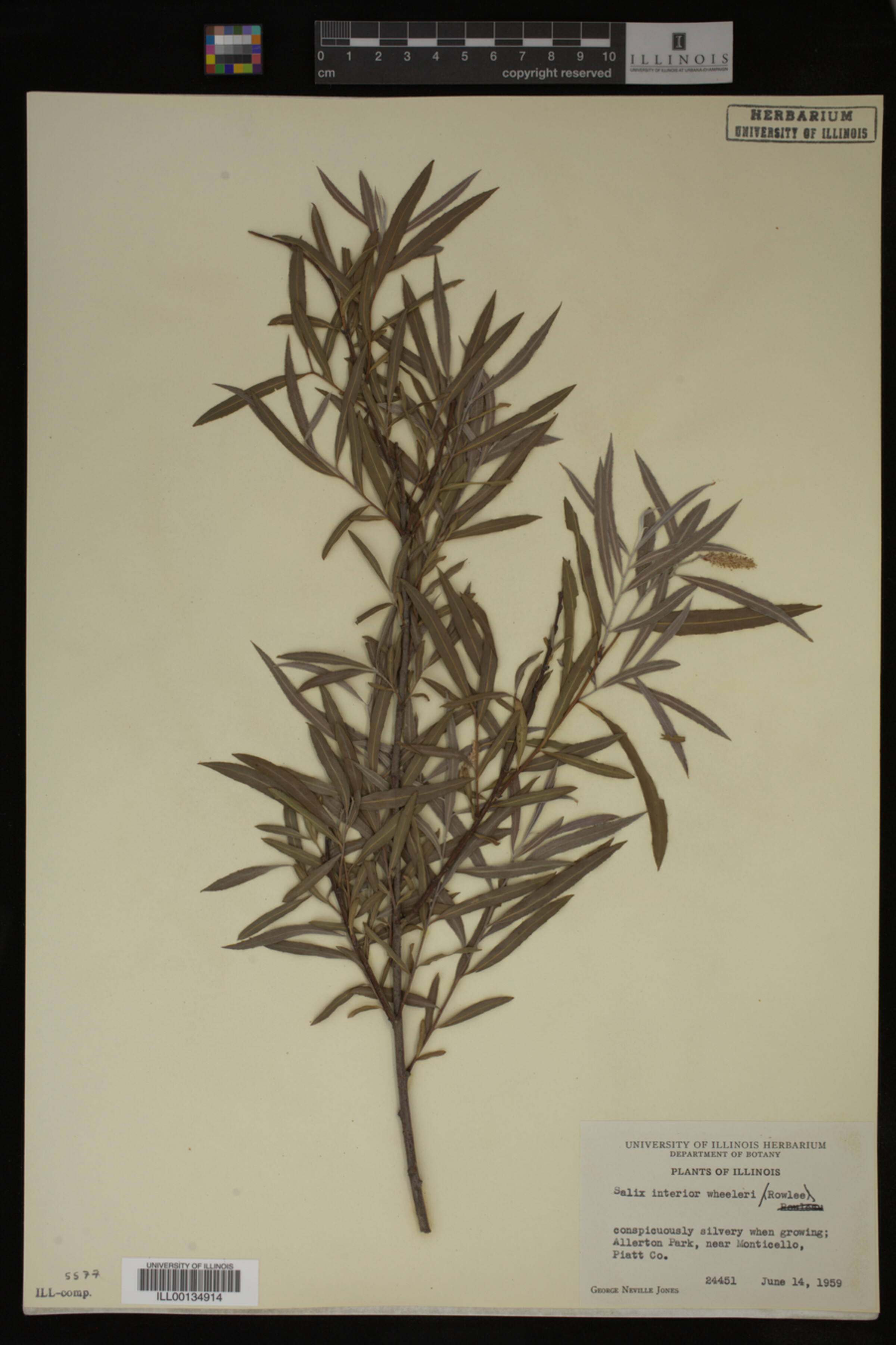 Salix interior image