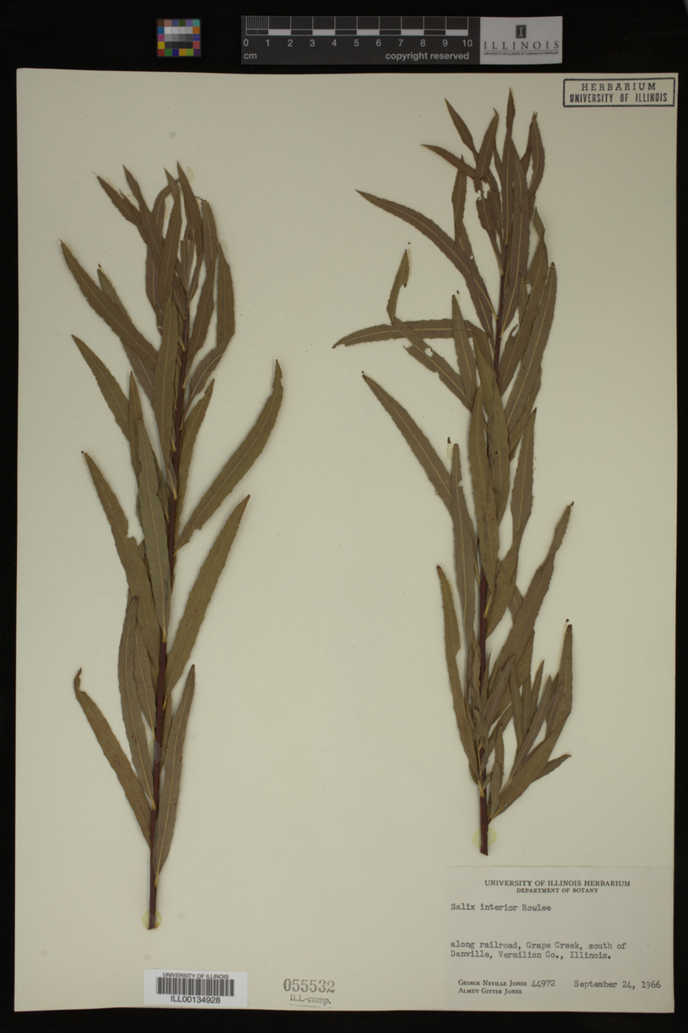 Salix interior image