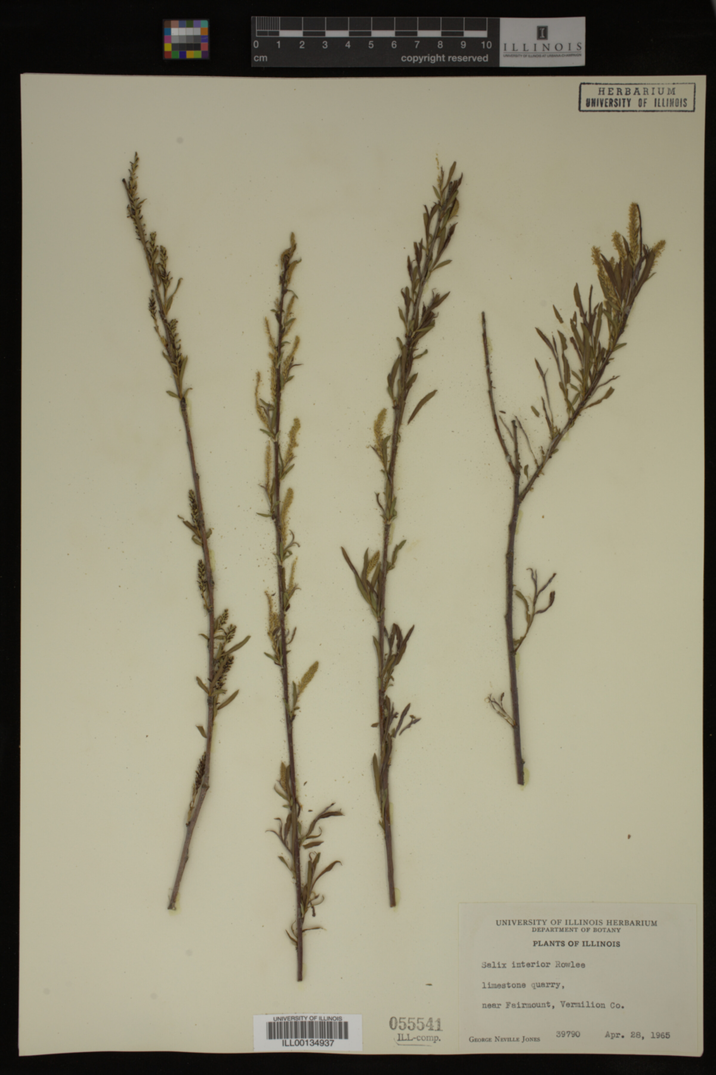 Salix interior image