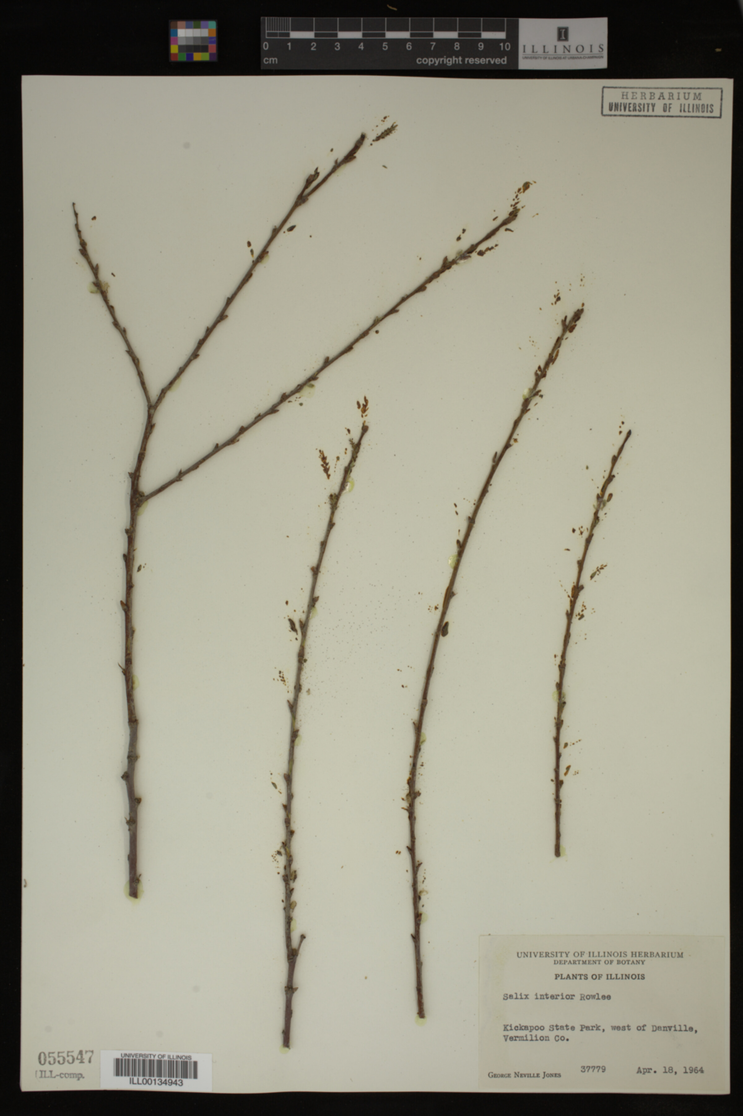Salix interior image