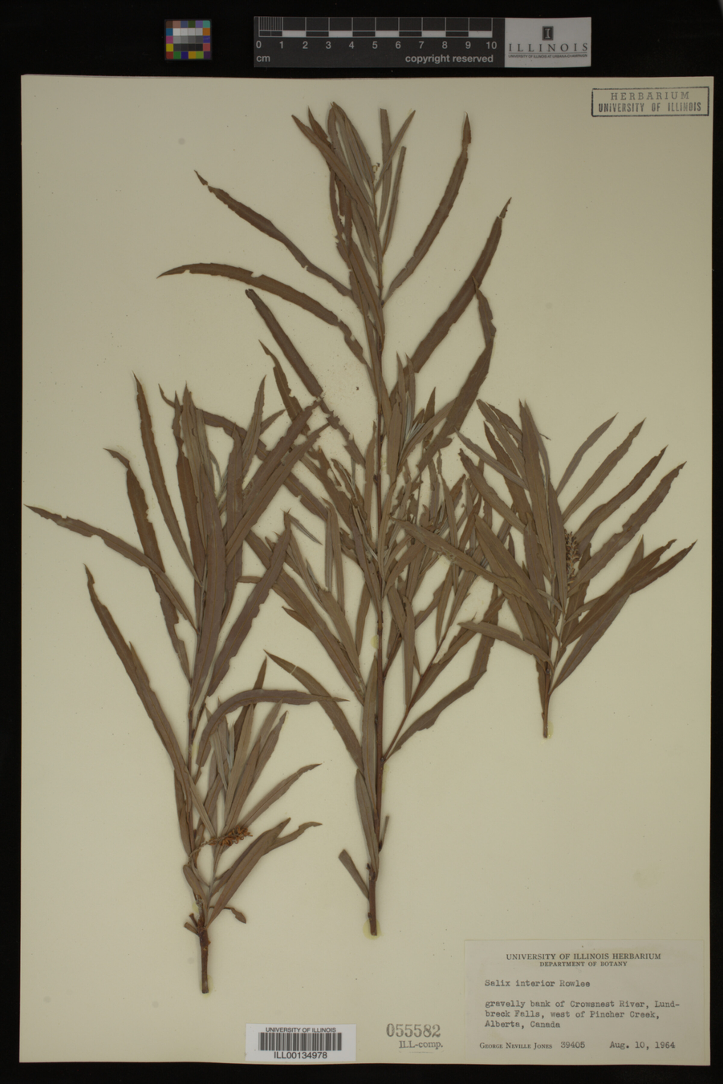 Salix interior image