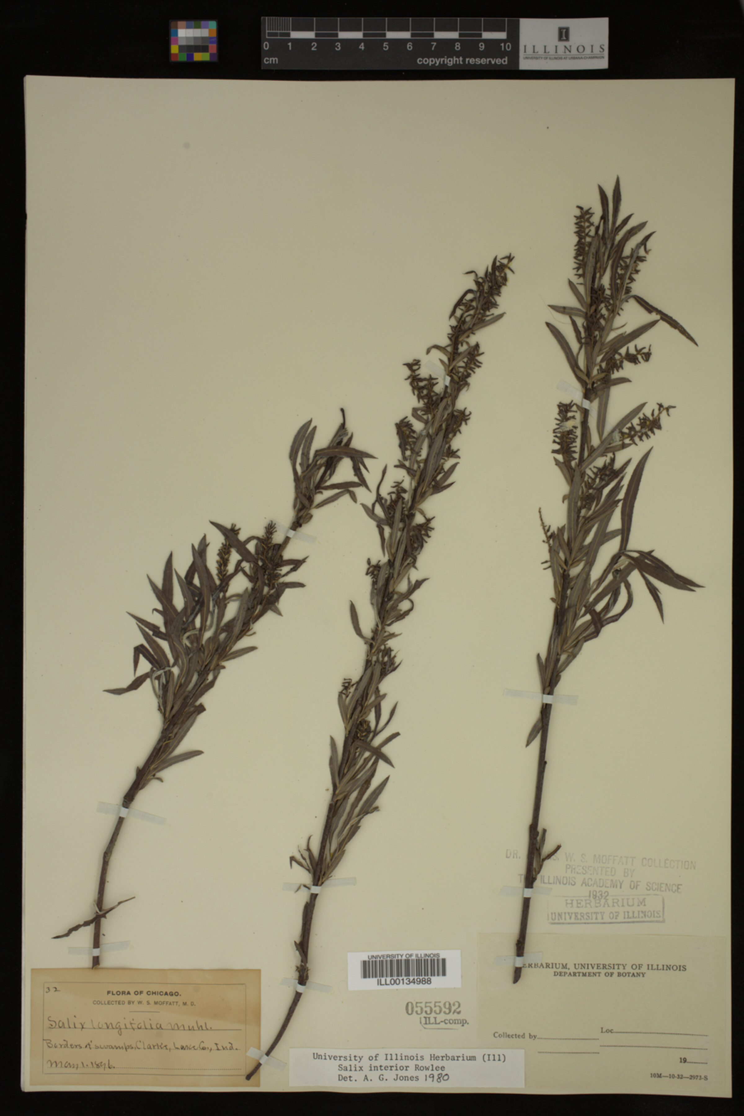 Salix interior image