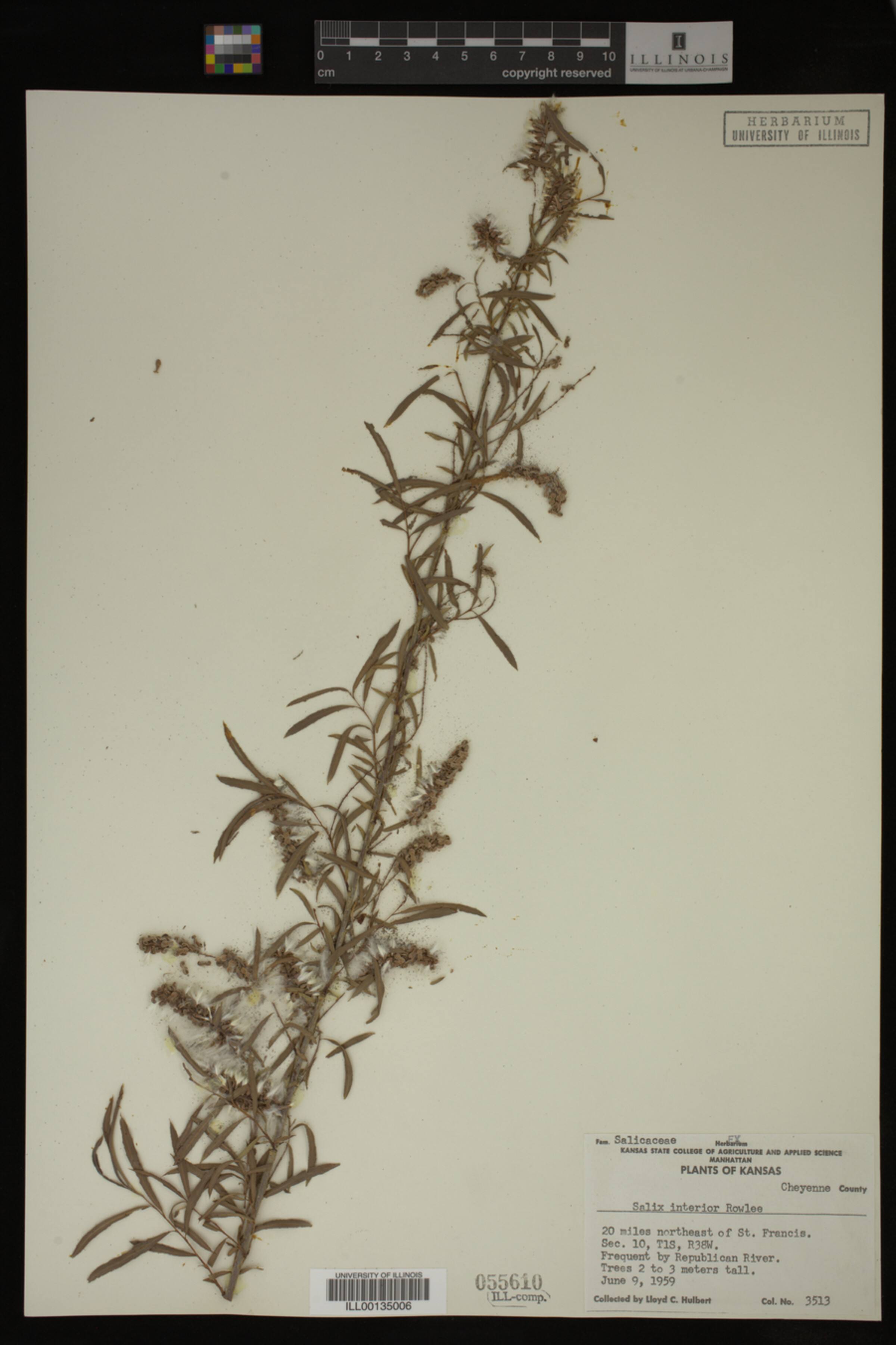 Salix interior image