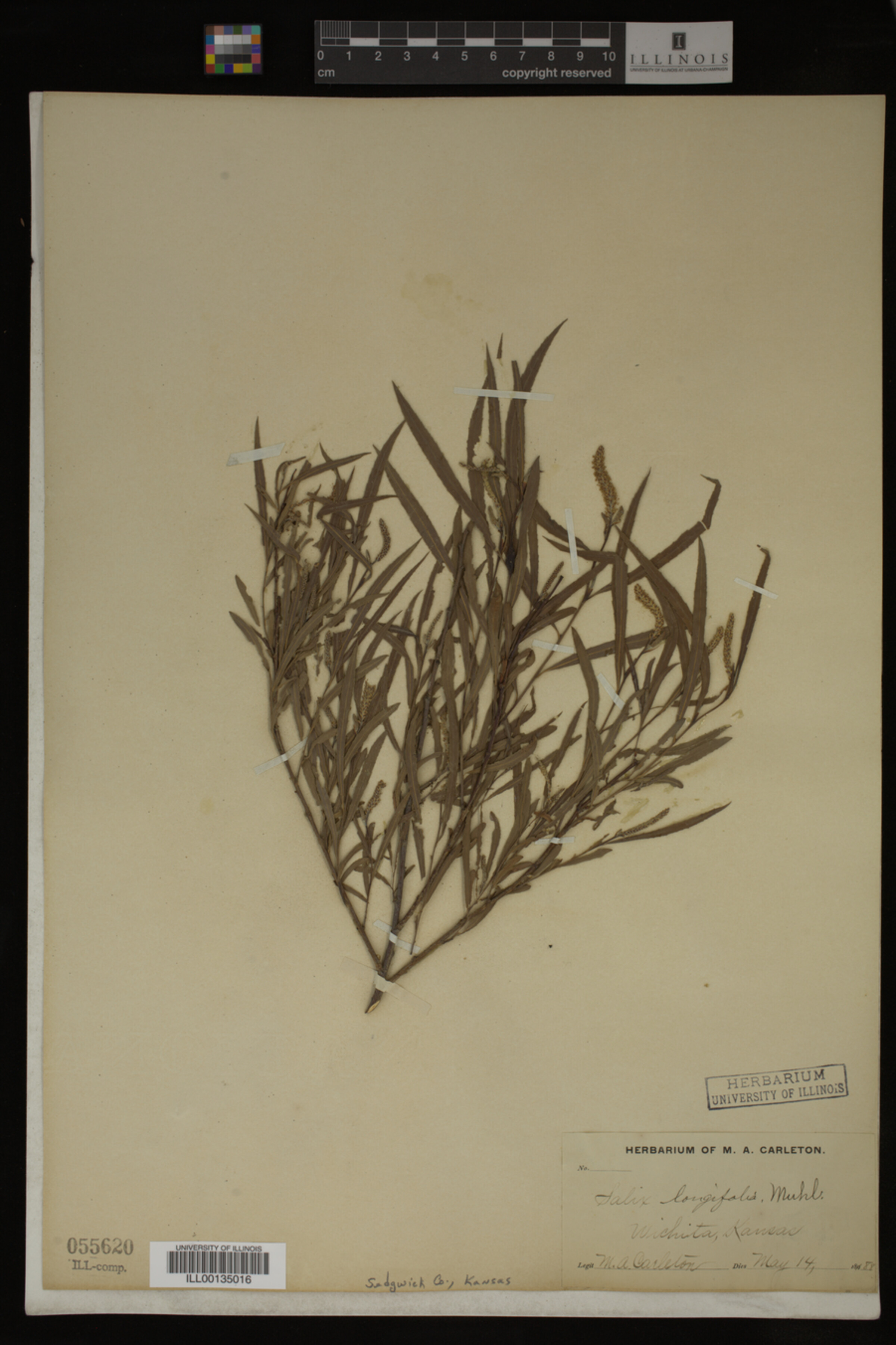 Salix longifolia image