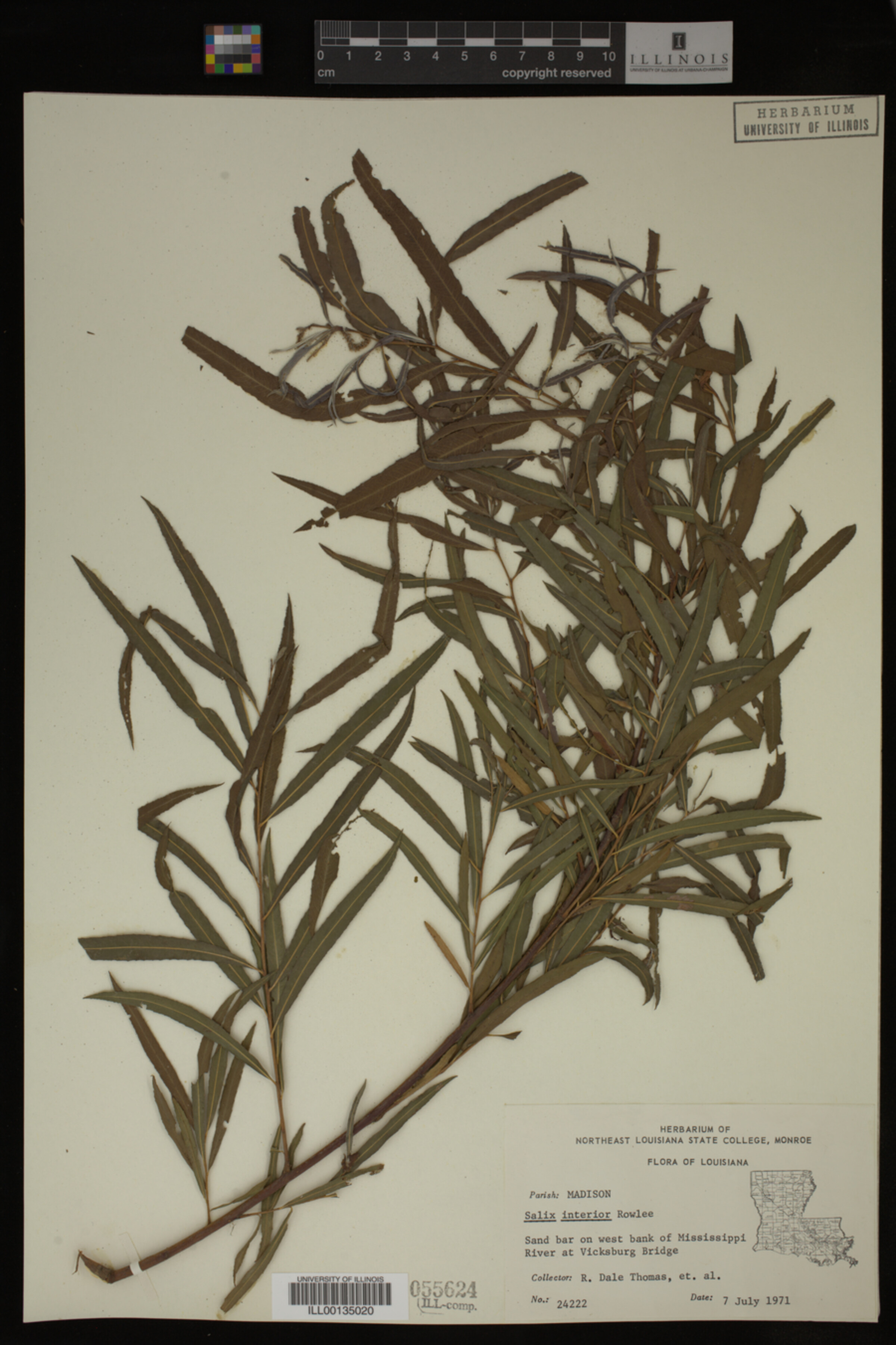 Salix interior image