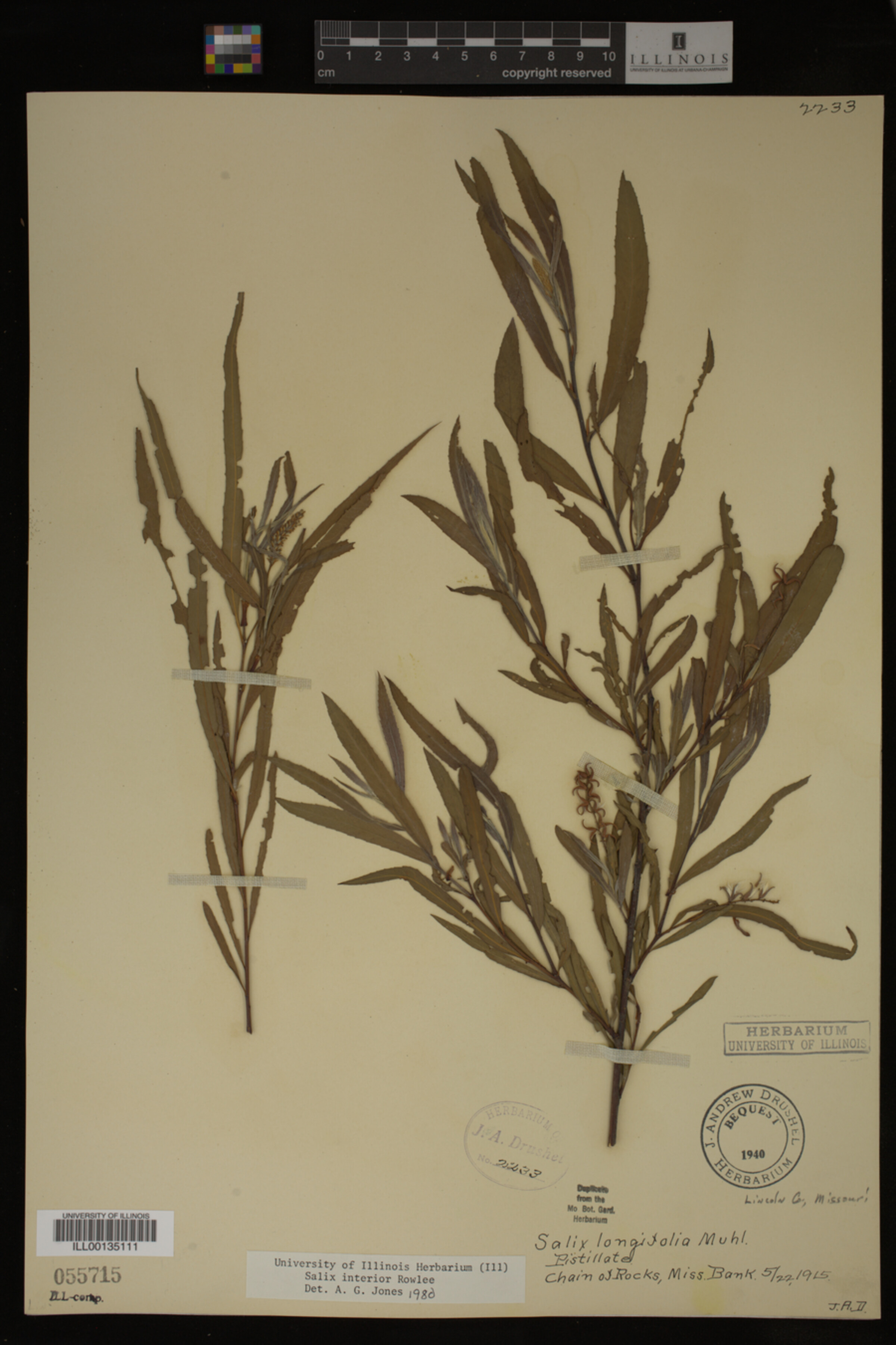 Salix interior image
