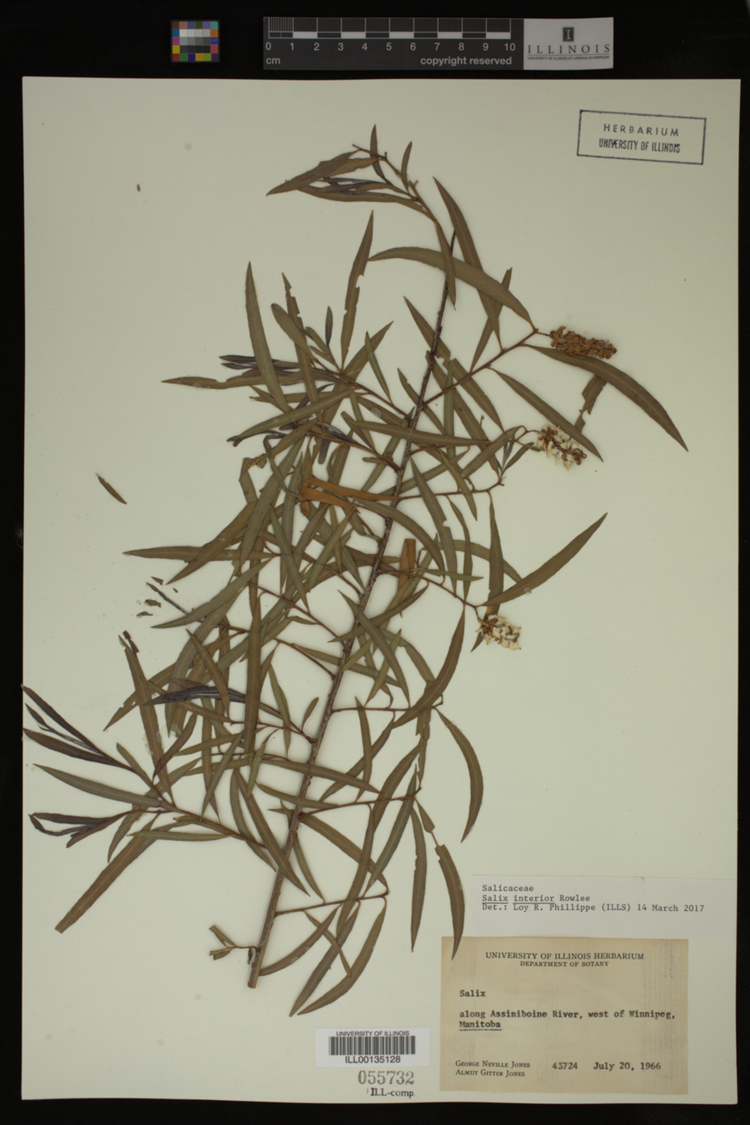 Salix interior image