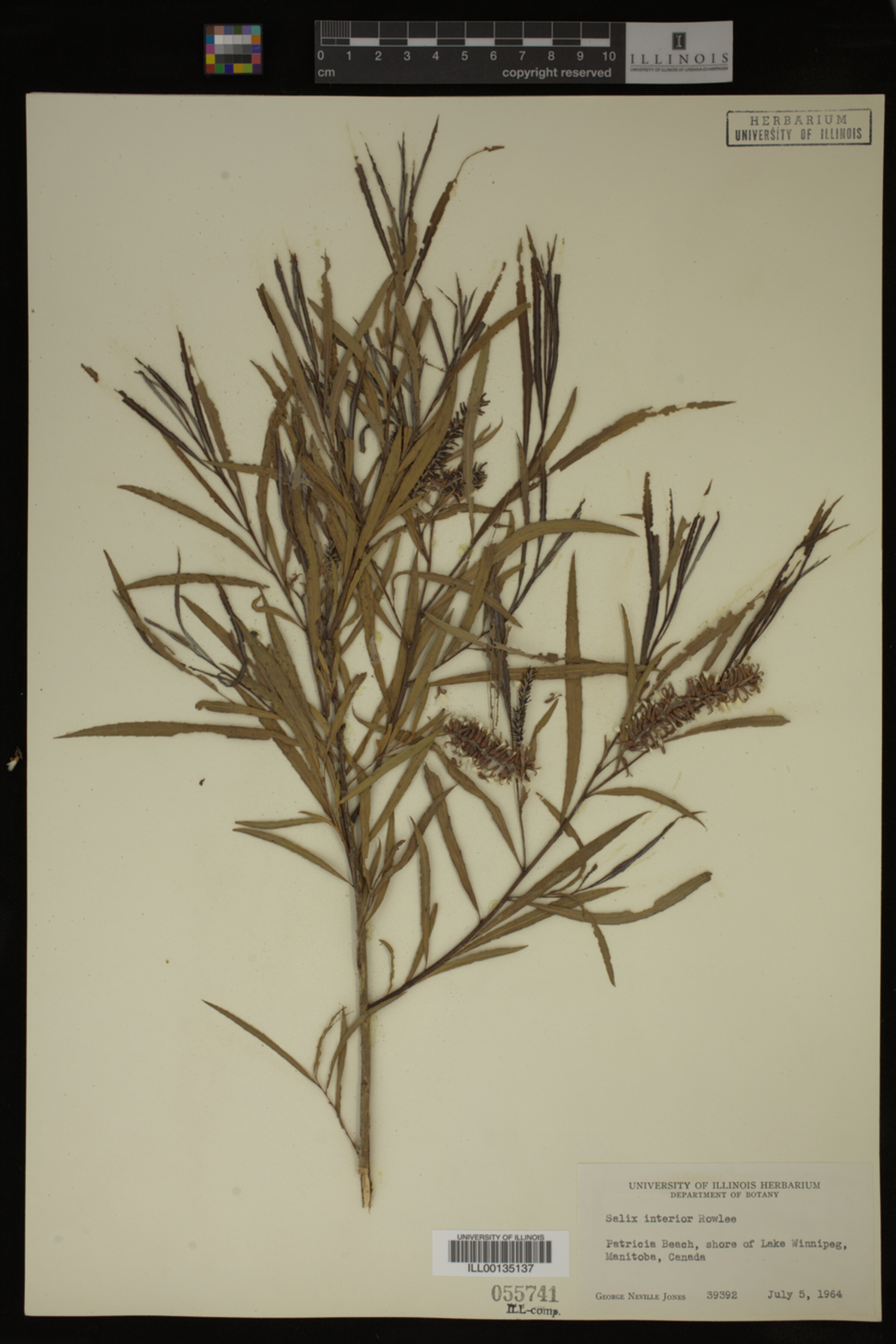 Salix interior image