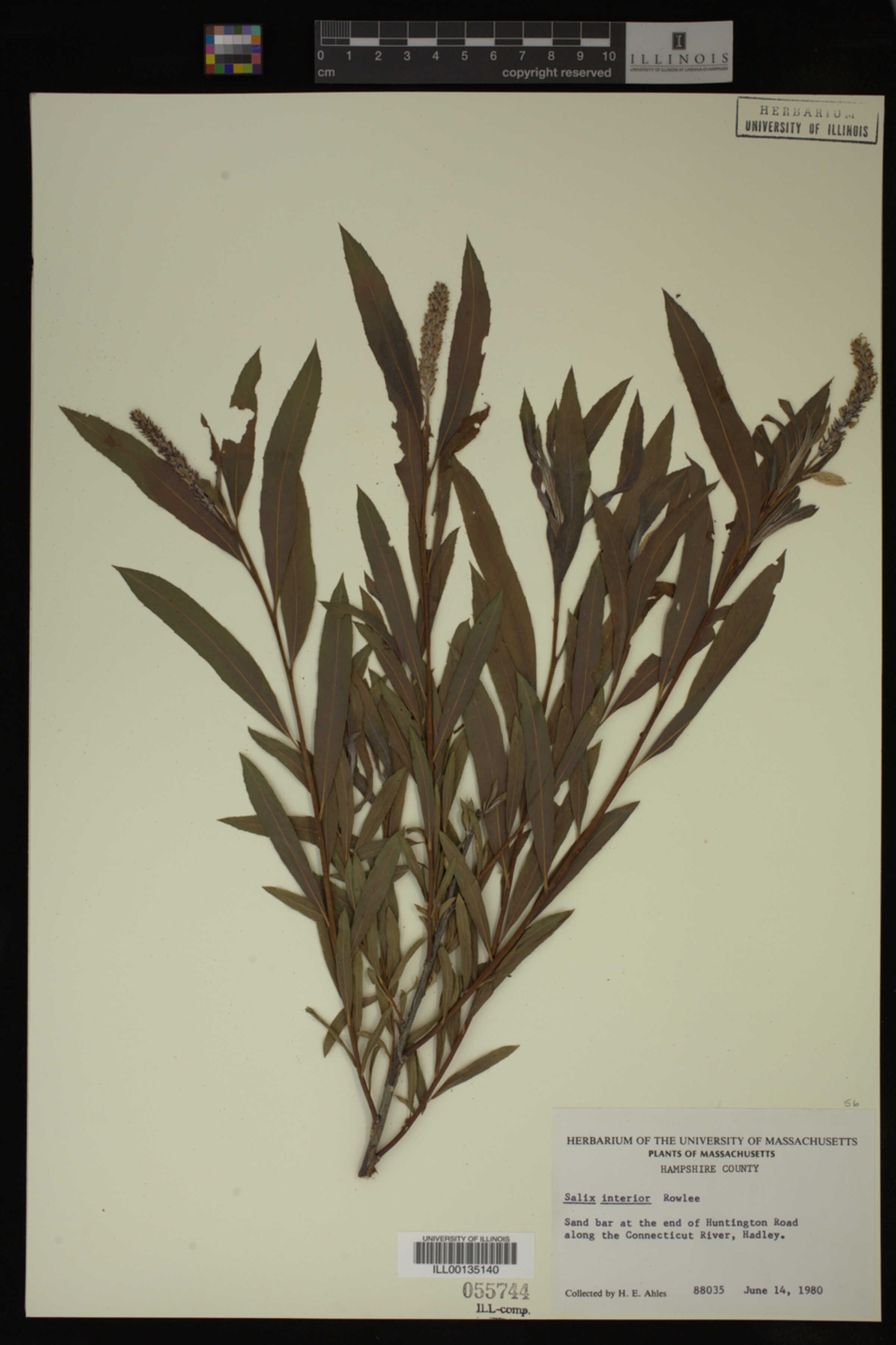Salix interior image