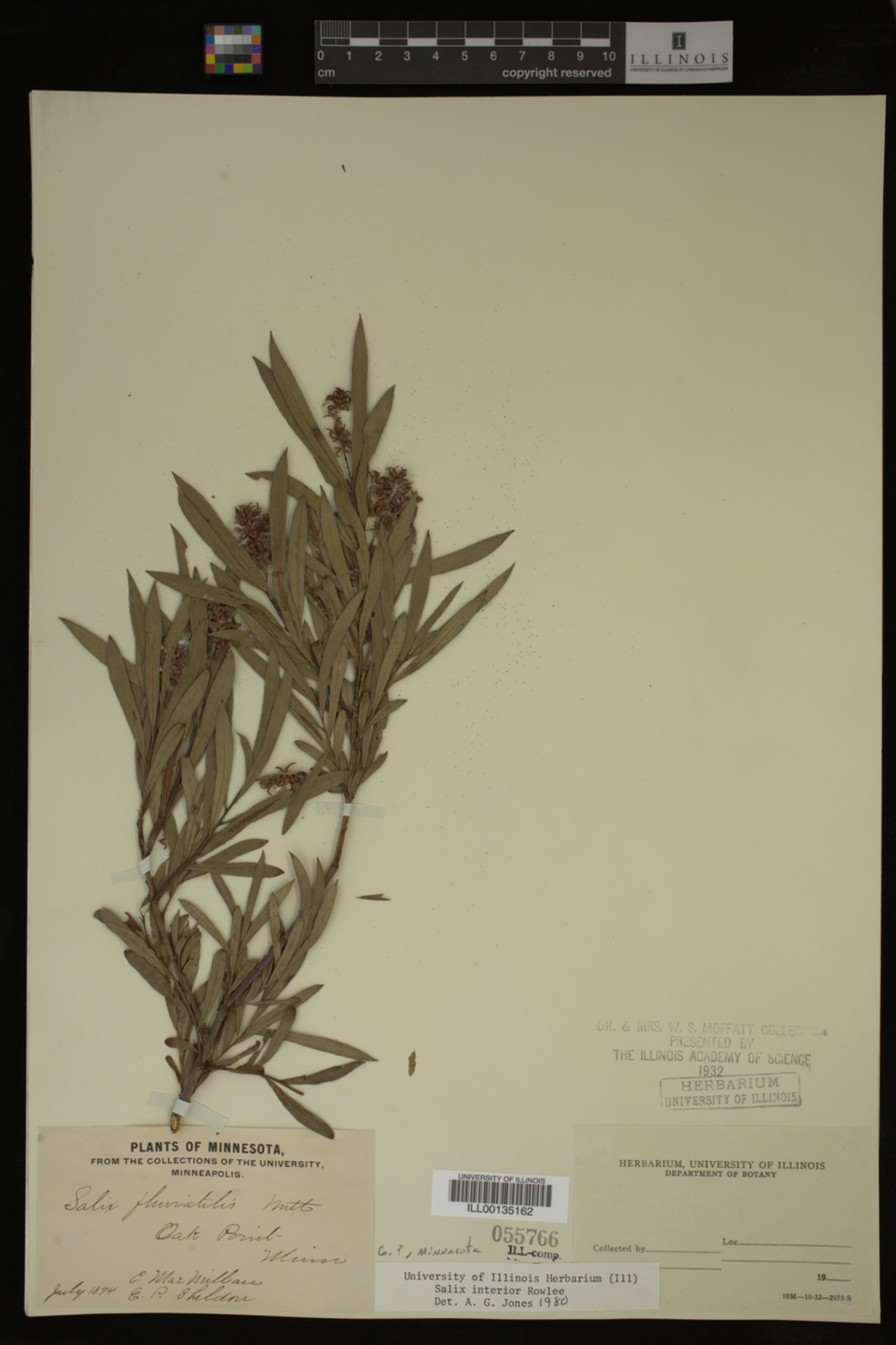 Salix interior image