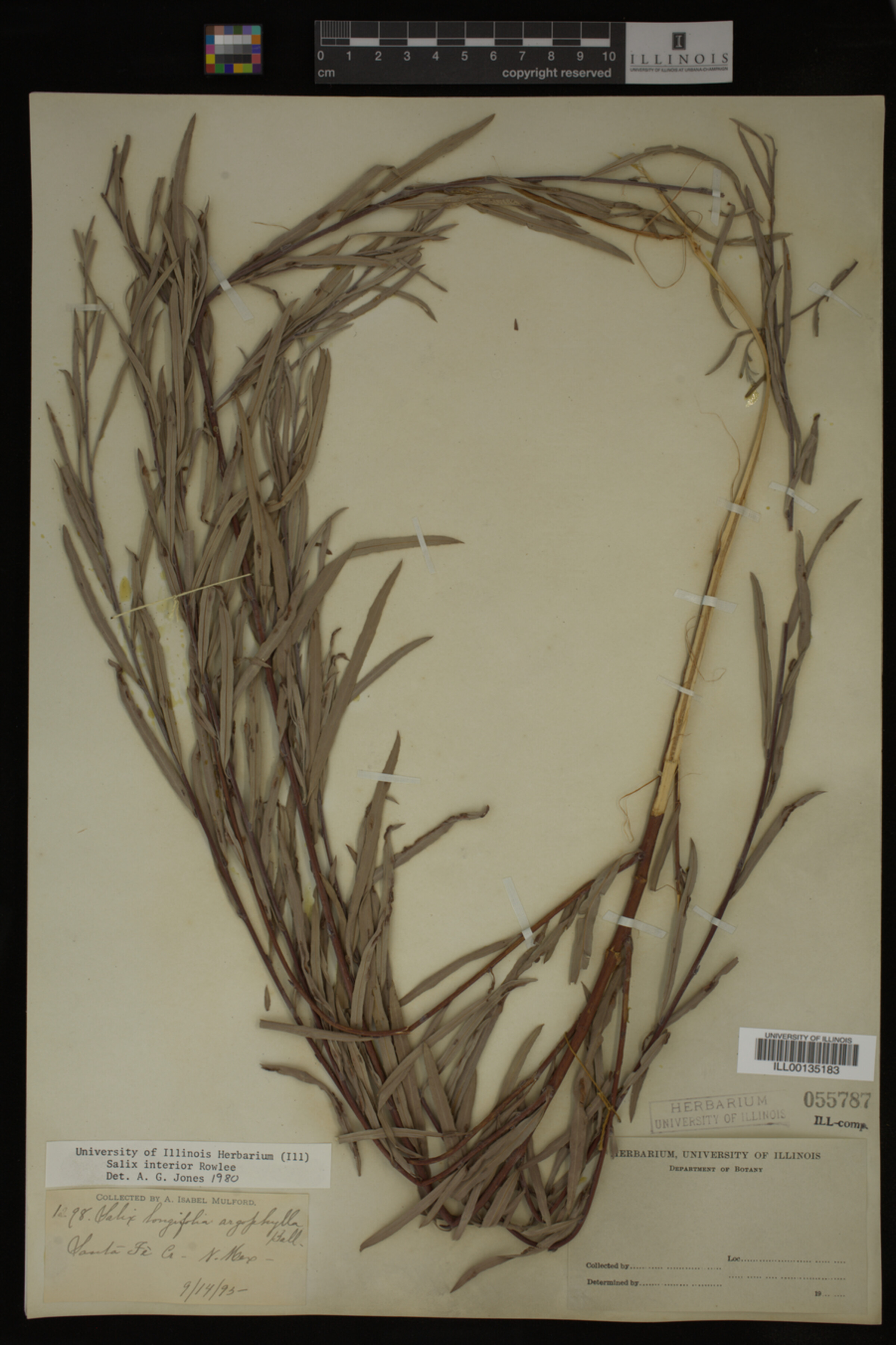 Salix interior image