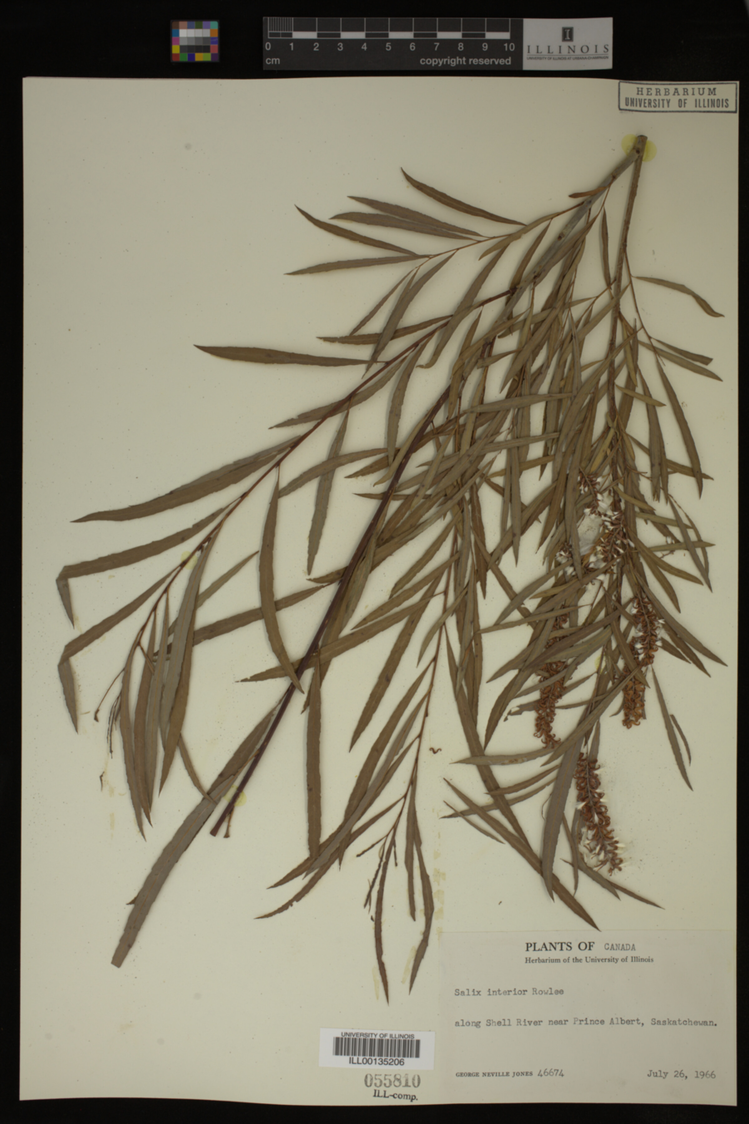 Salix interior image