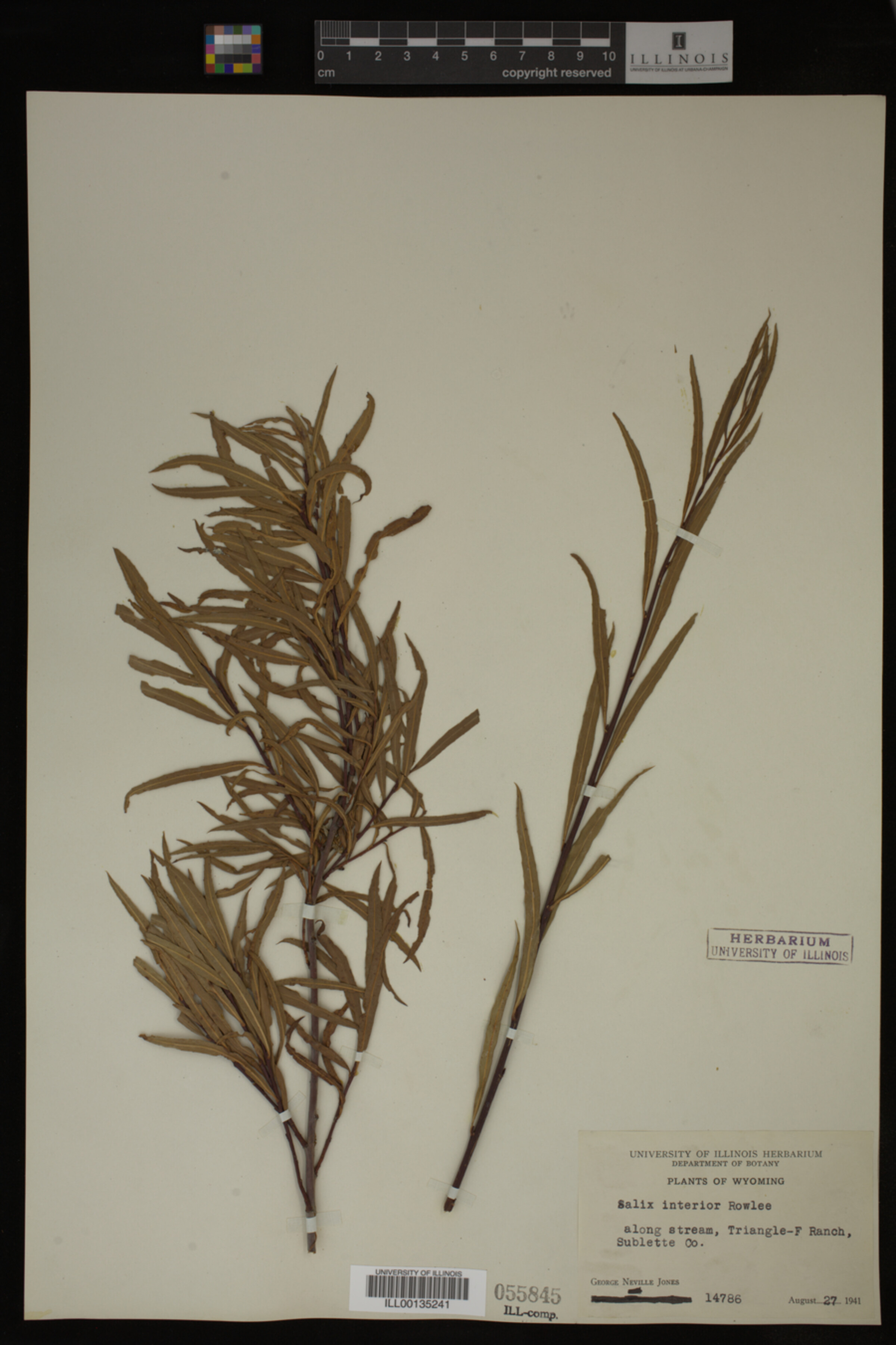 Salix interior image