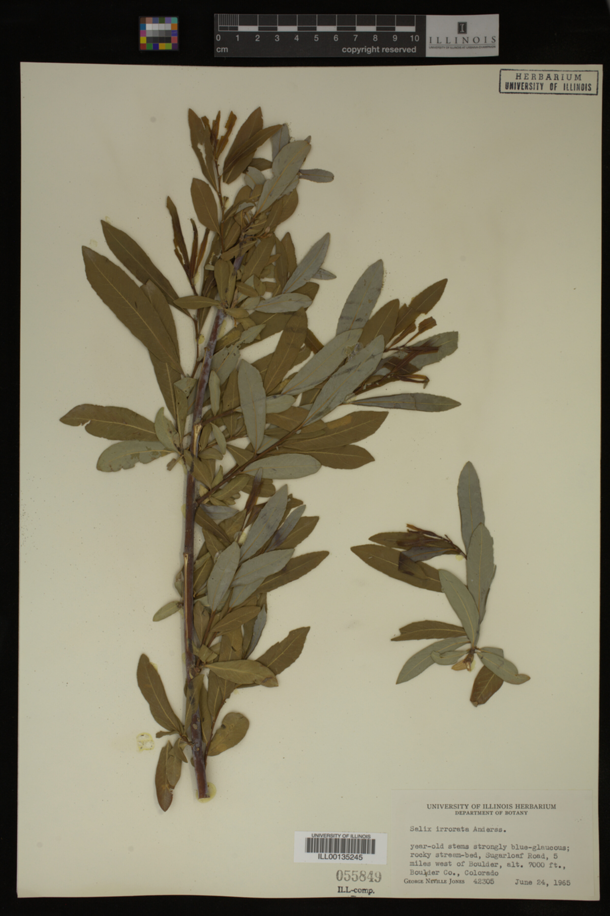 Salix irrorata image