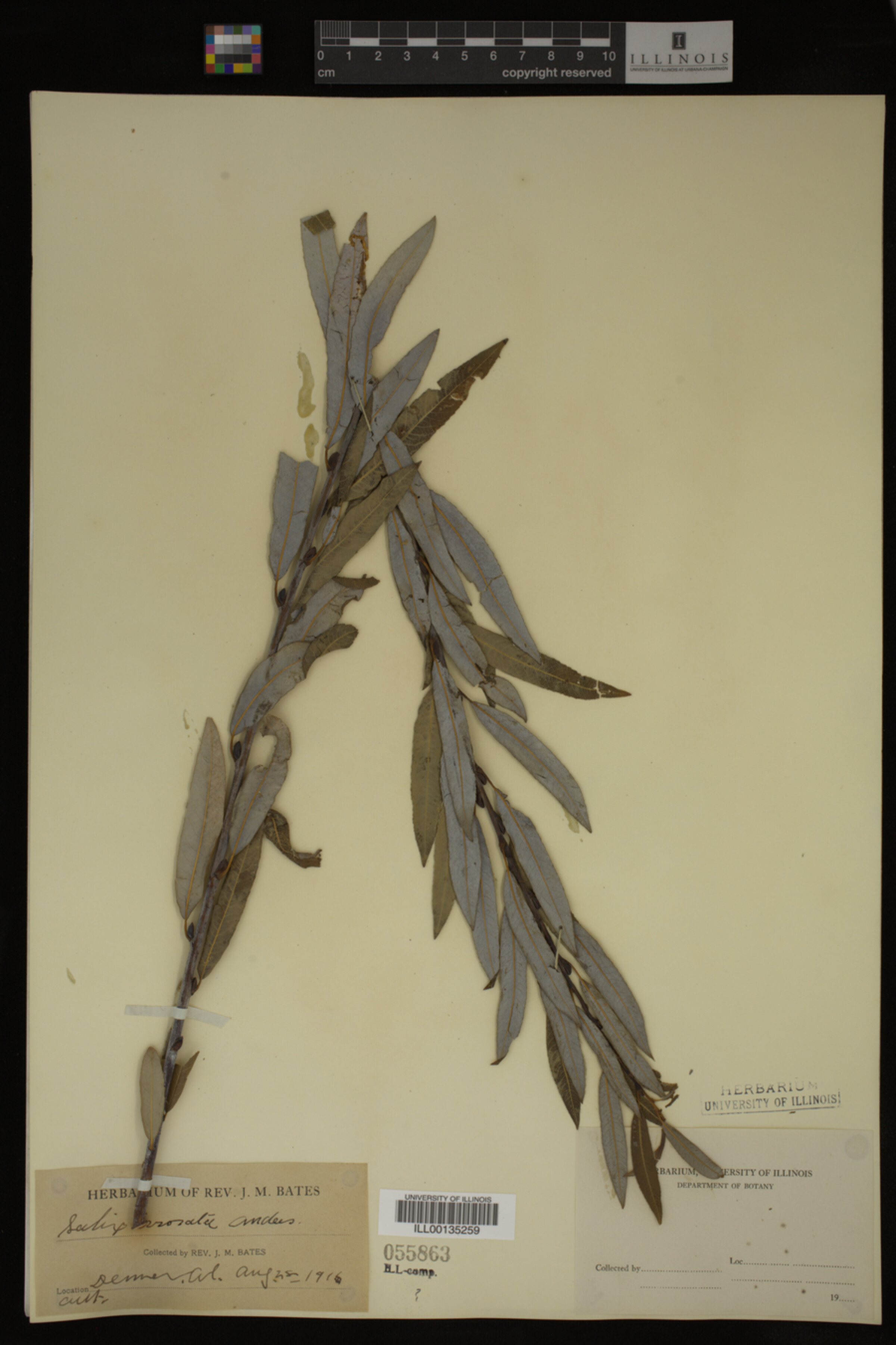 Salix irrorata image