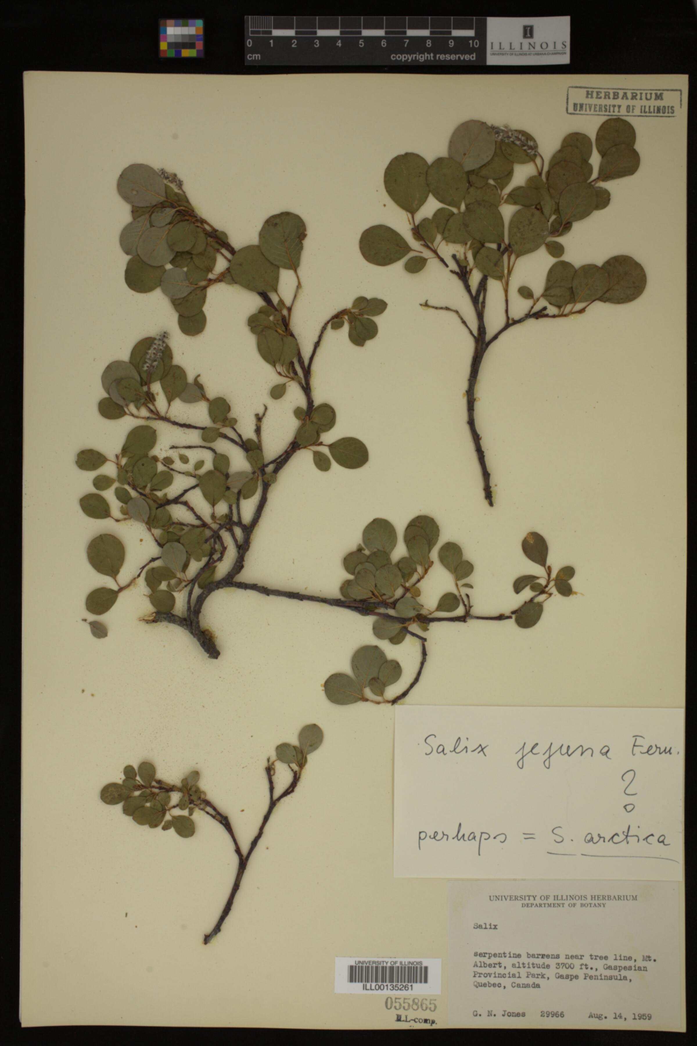 Salix jejuna image